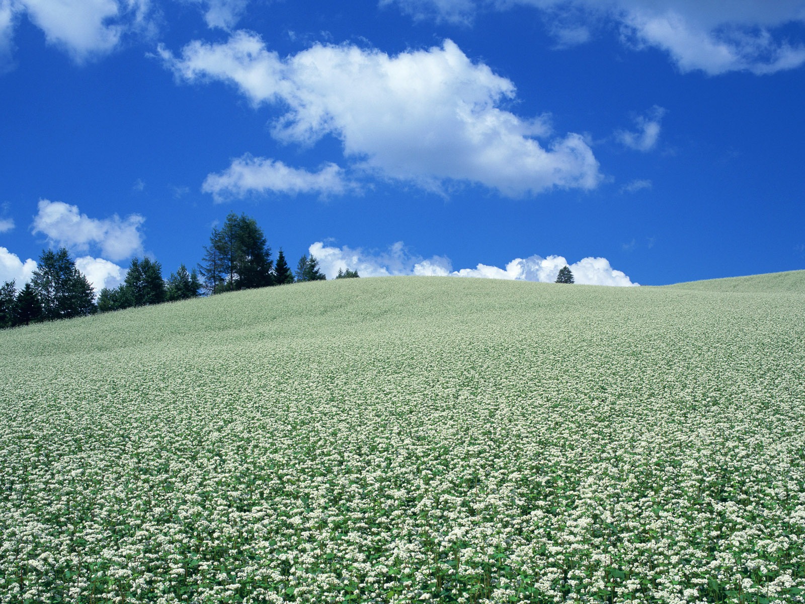青い空白い雲や花の壁紙 #17 - 1600x1200