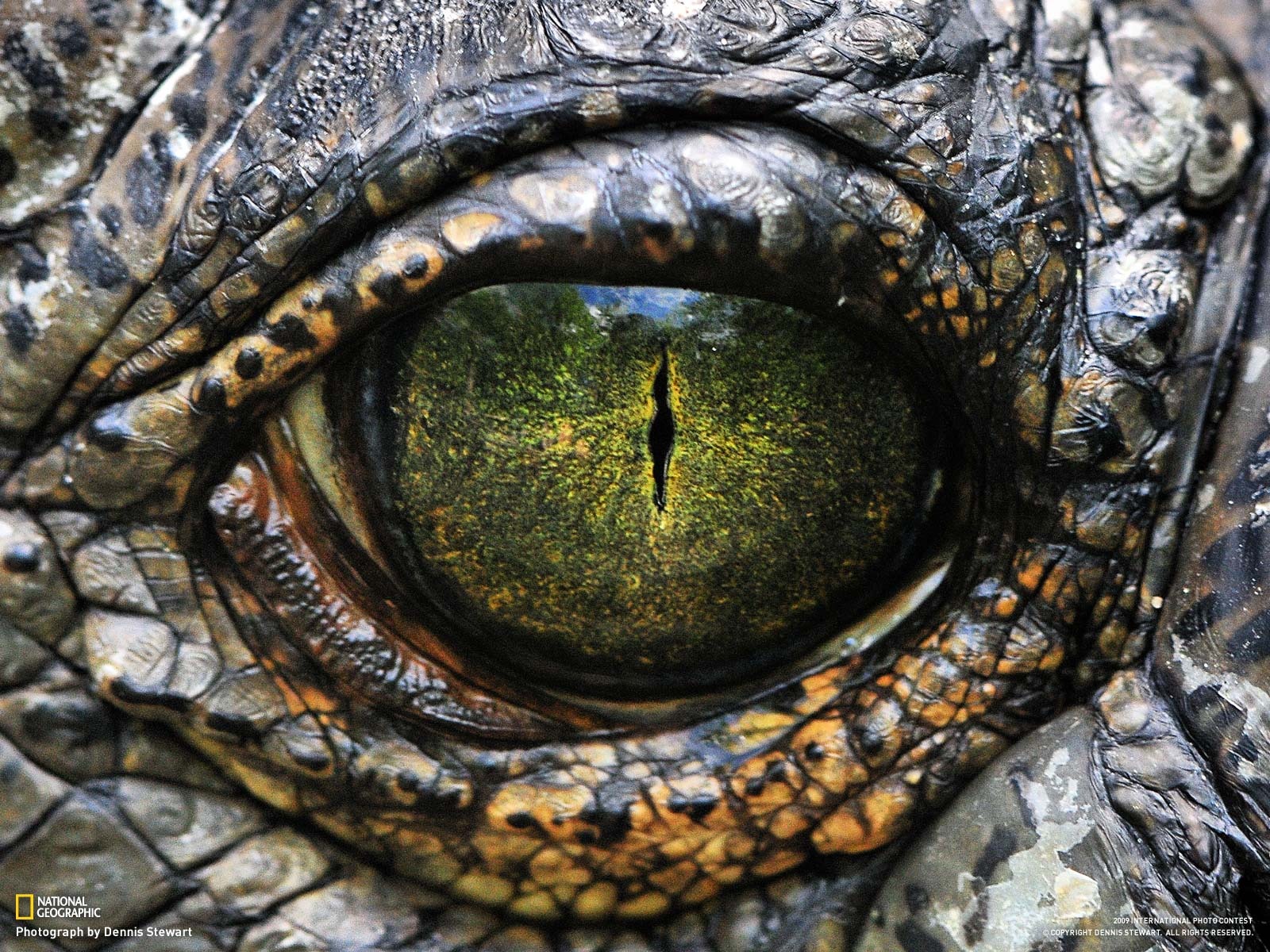 National Geographic Bilder Animal Artikeln (1) #18 - 1600x1200