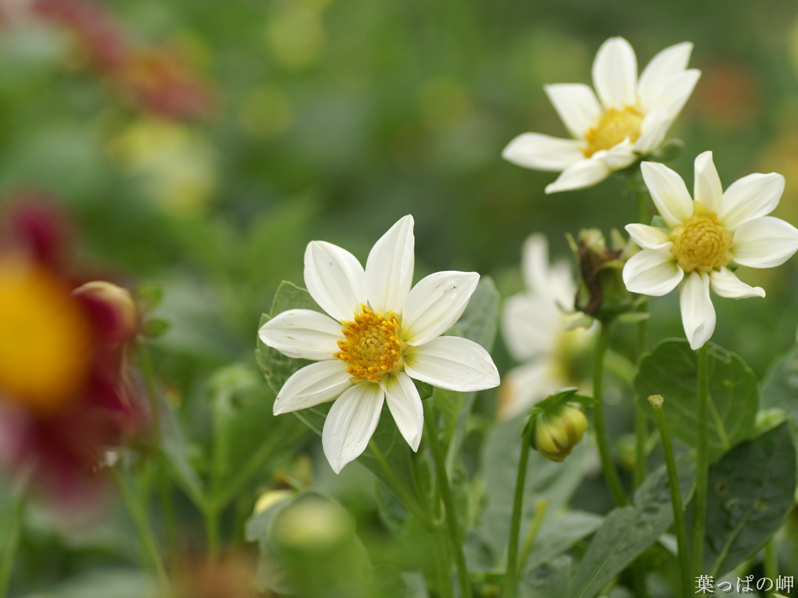 絶妙な花の壁紙 #20 - 1600x1200