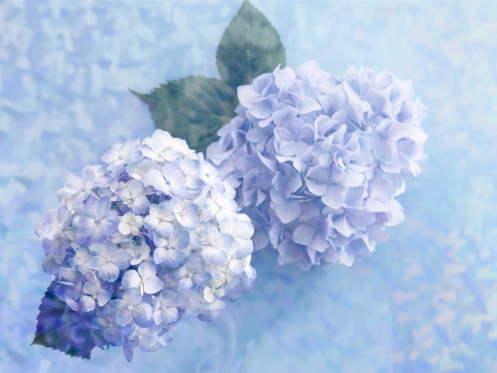 꽃 선물 용품 (4) 바탕 화면의 HD #8 - 1600x1200