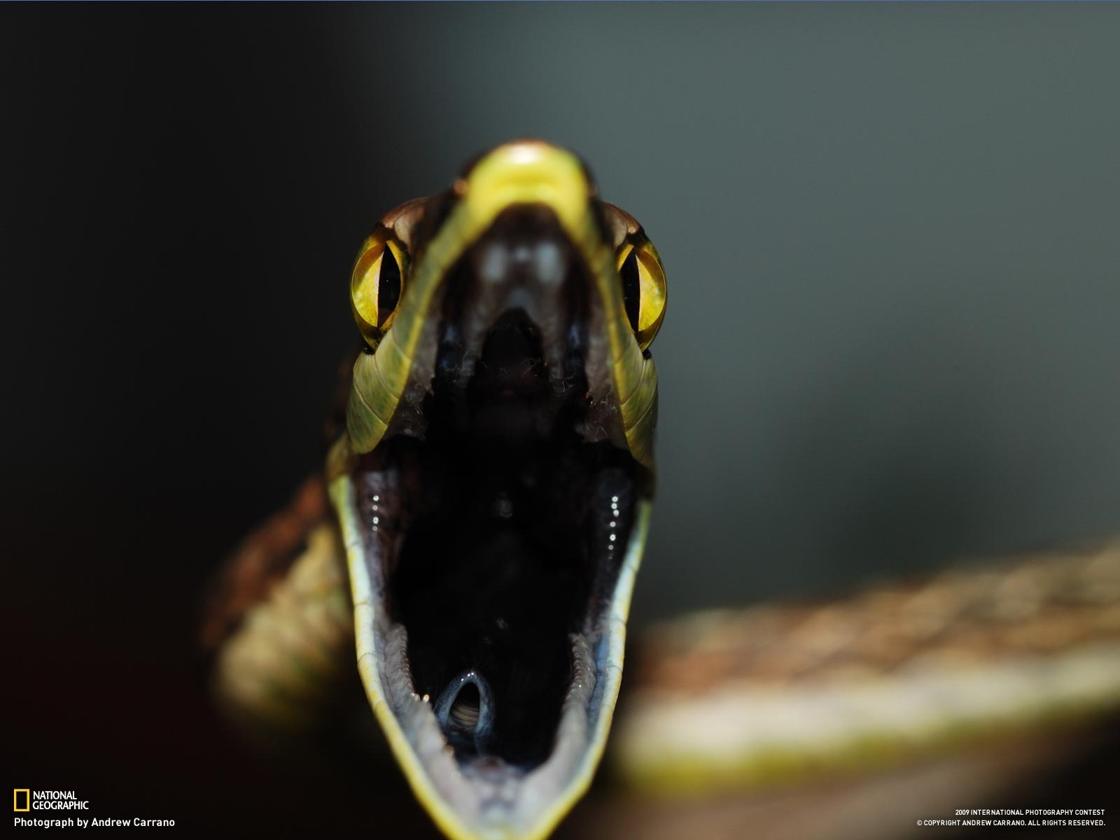 National Geographic Bilder Animal Artikel (2) #14 - 1600x1200