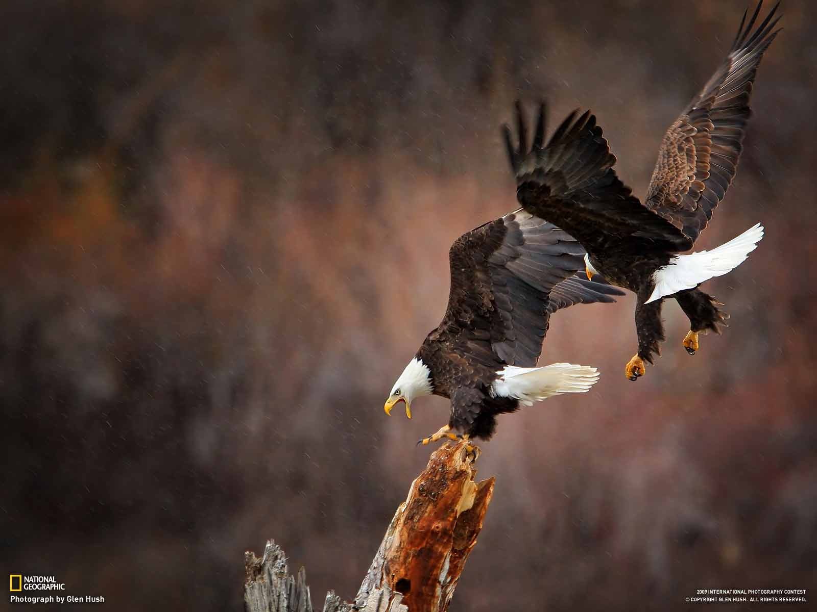 National Geographic Bilder Animal Artikel (2) #19 - 1600x1200