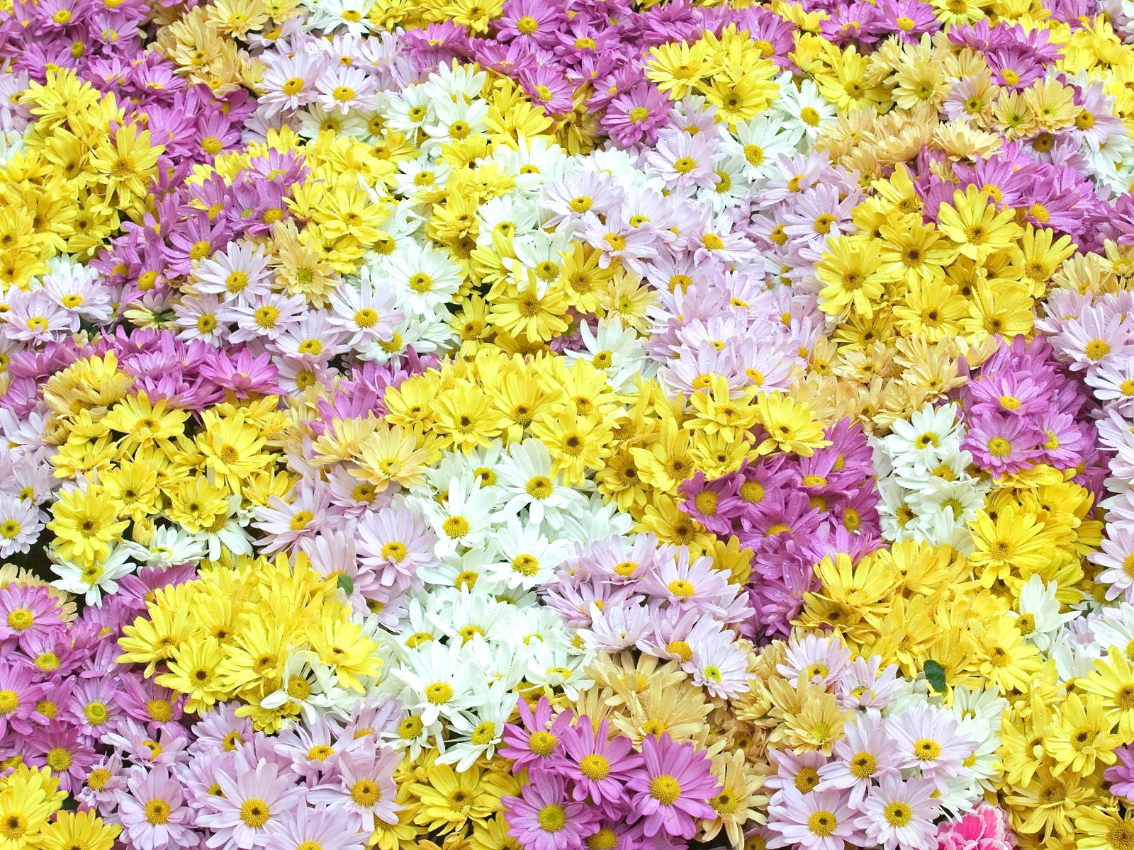 Flowers close-up (7) #3 - 1600x1200