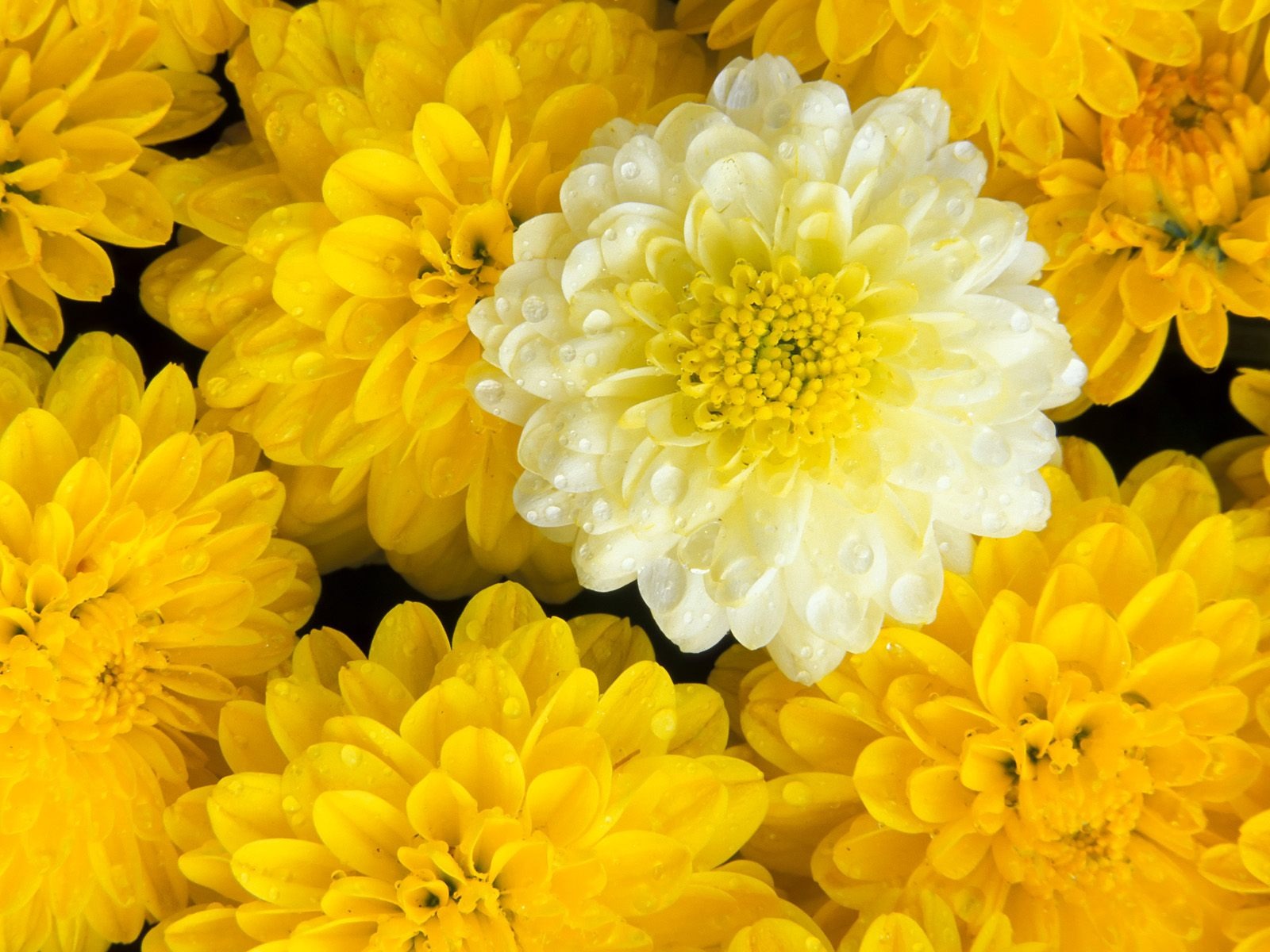 Květiny close-up (7) #12 - 1600x1200