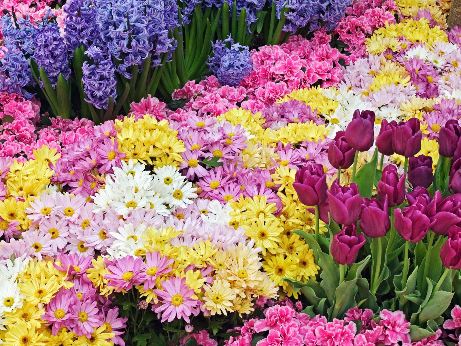 Květiny close-up (7) #14 - 1600x1200
