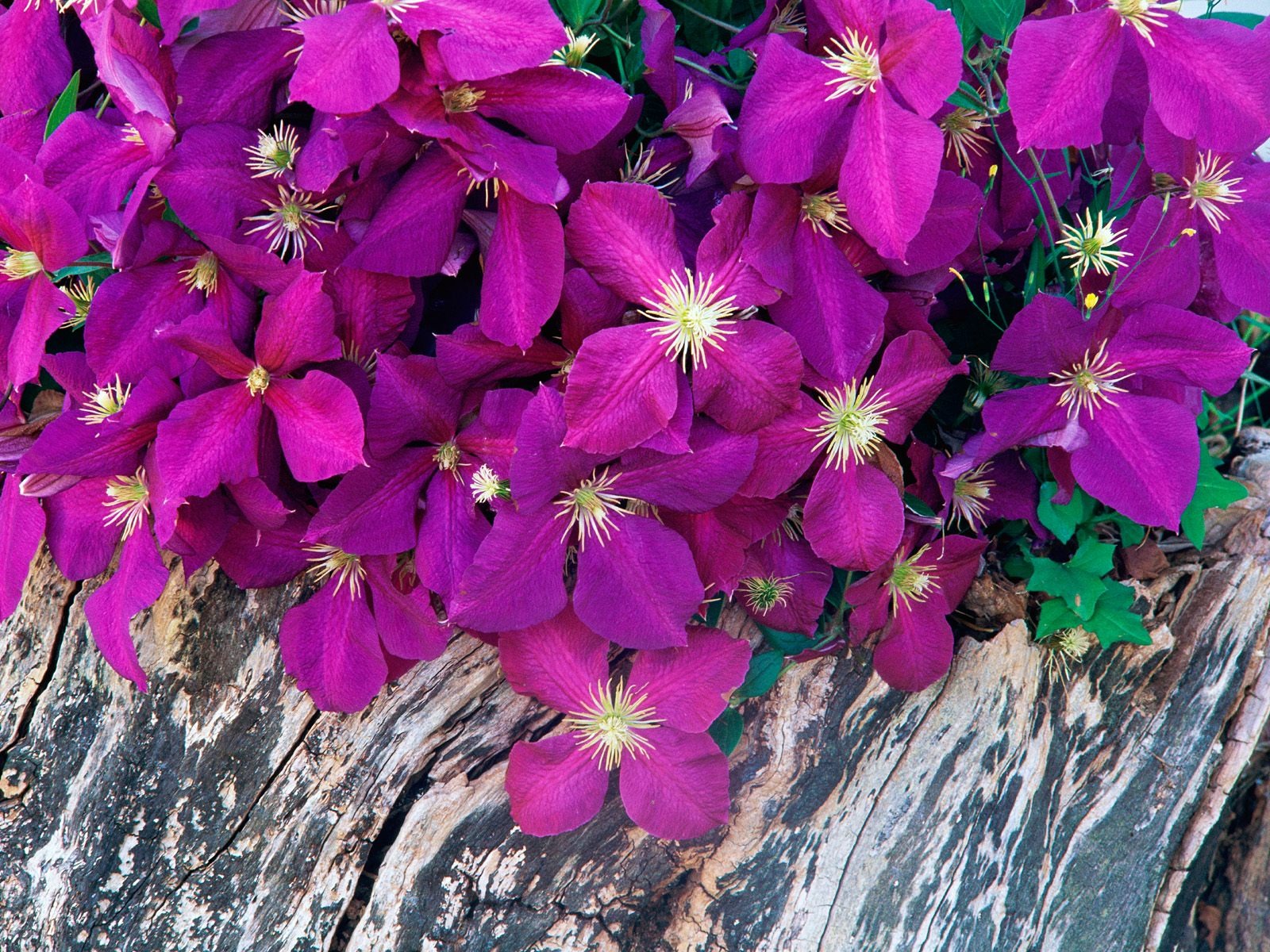 Květiny close-up (7) #17 - 1600x1200
