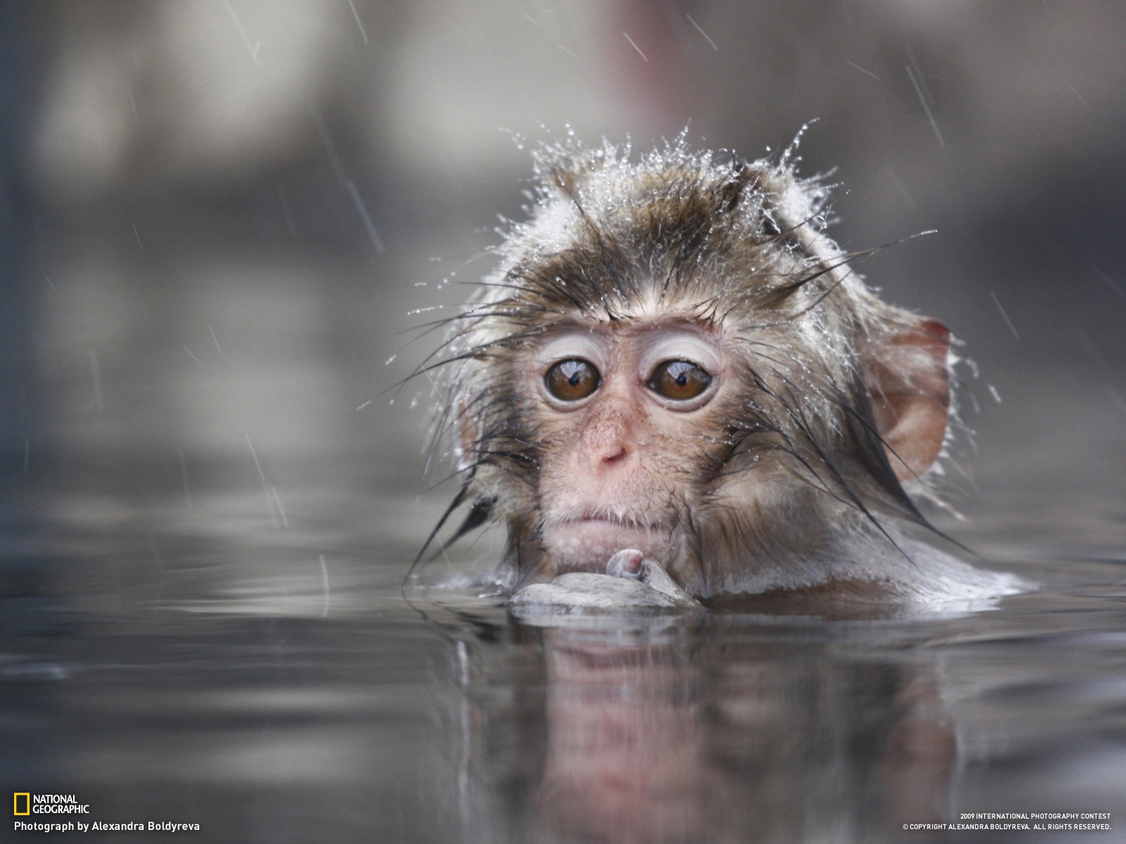 National Geographic Bilder Animal Artikel (3) #10 - 1600x1200