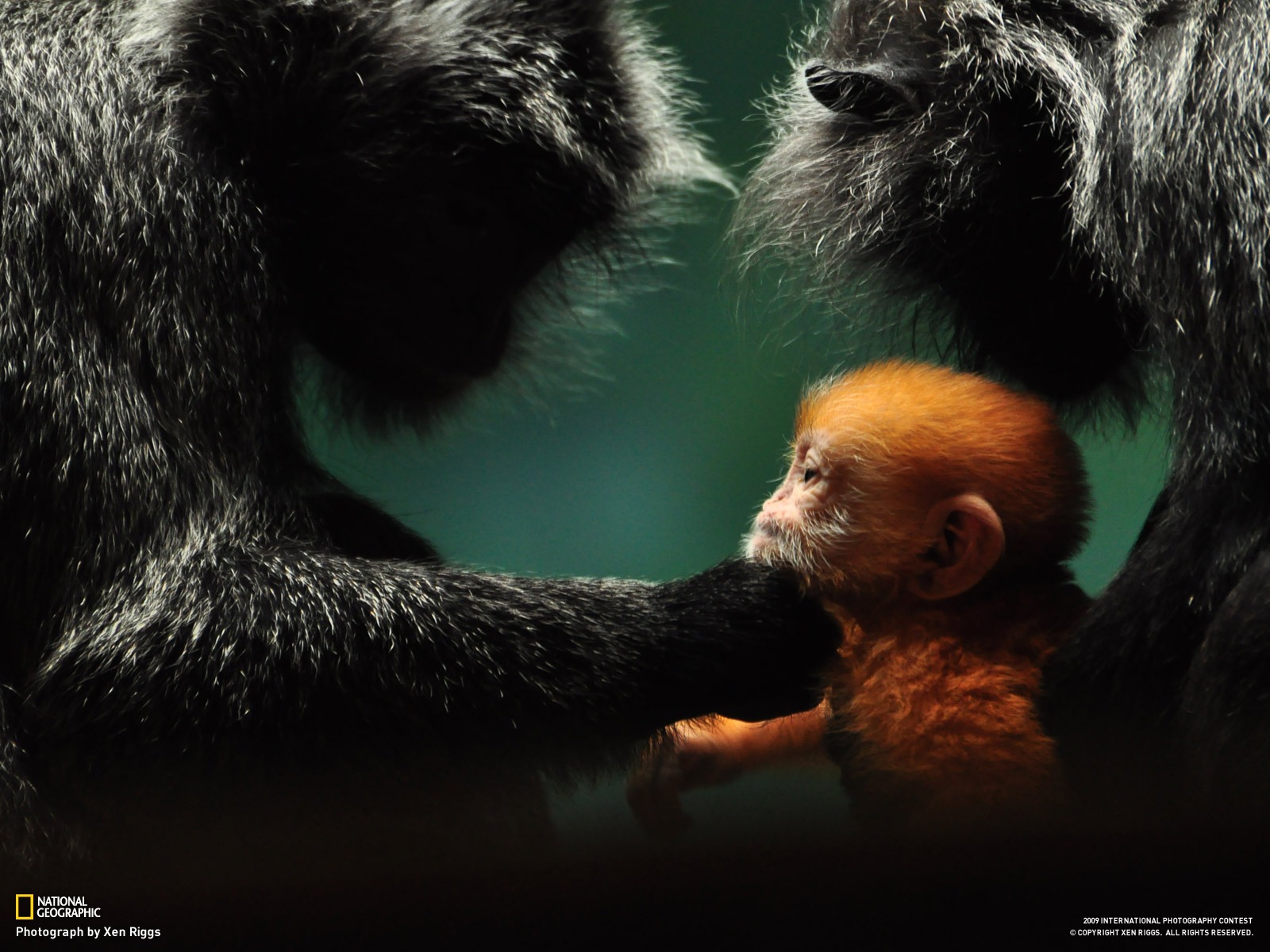 National Geographic Wallpapers articles animale (3) #12 - 1600x1200