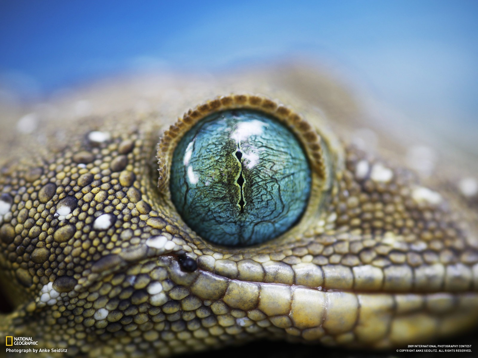 National Geographic Bilder Animal Artikel (3) #19 - 1600x1200