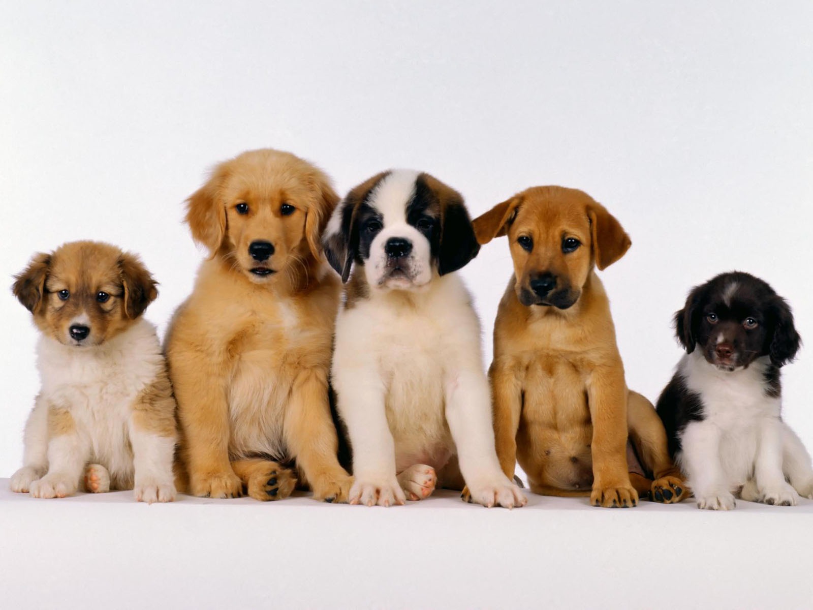Puppy Photo HD wallpapers (1) #1 - 1600x1200