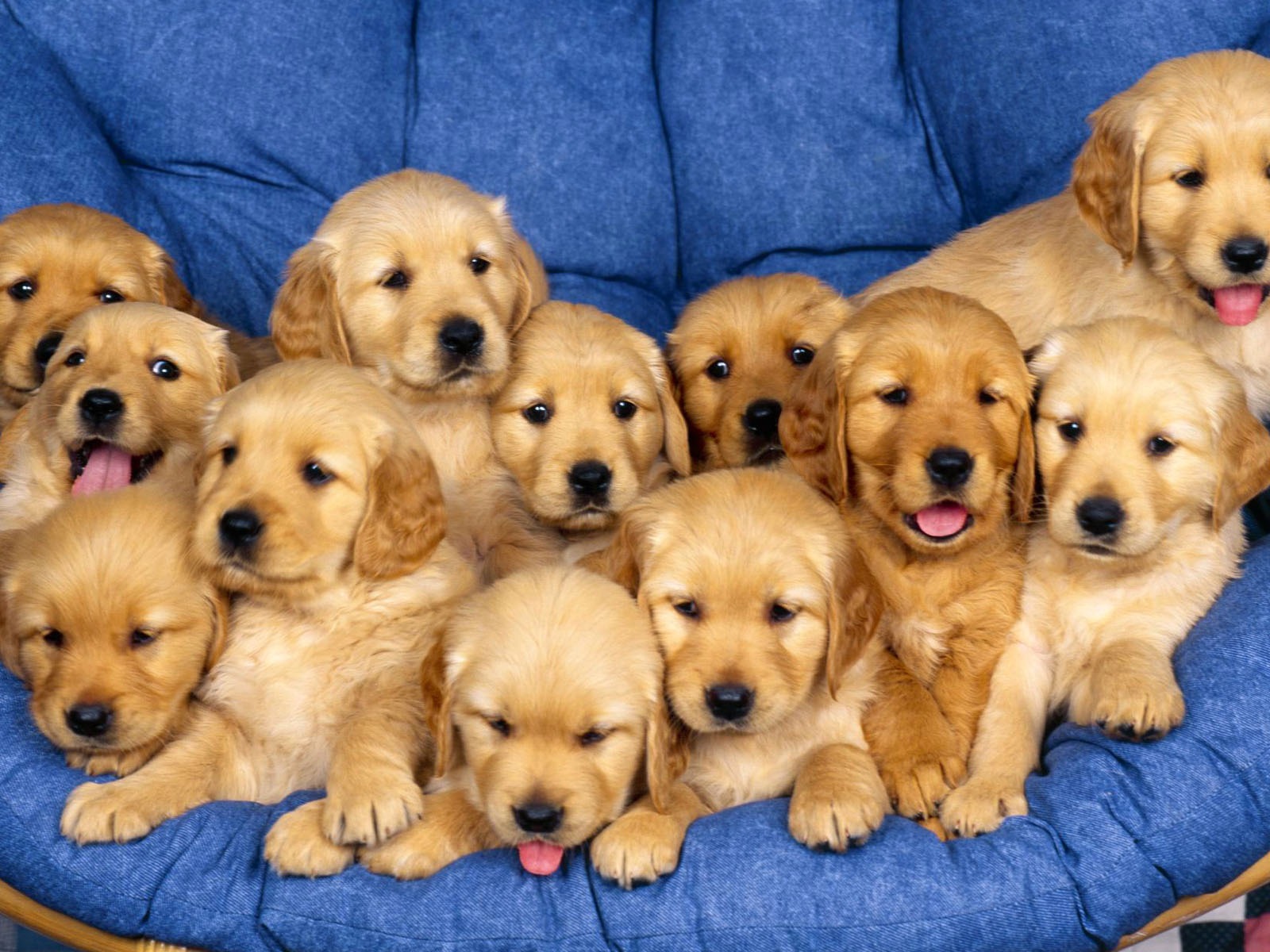 Puppy Photo HD wallpapers (1) #3 - 1600x1200