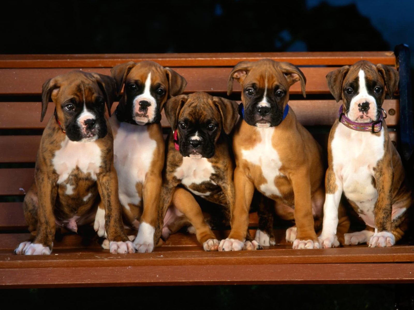Puppy Photo HD wallpapers (1) #5 - 1600x1200