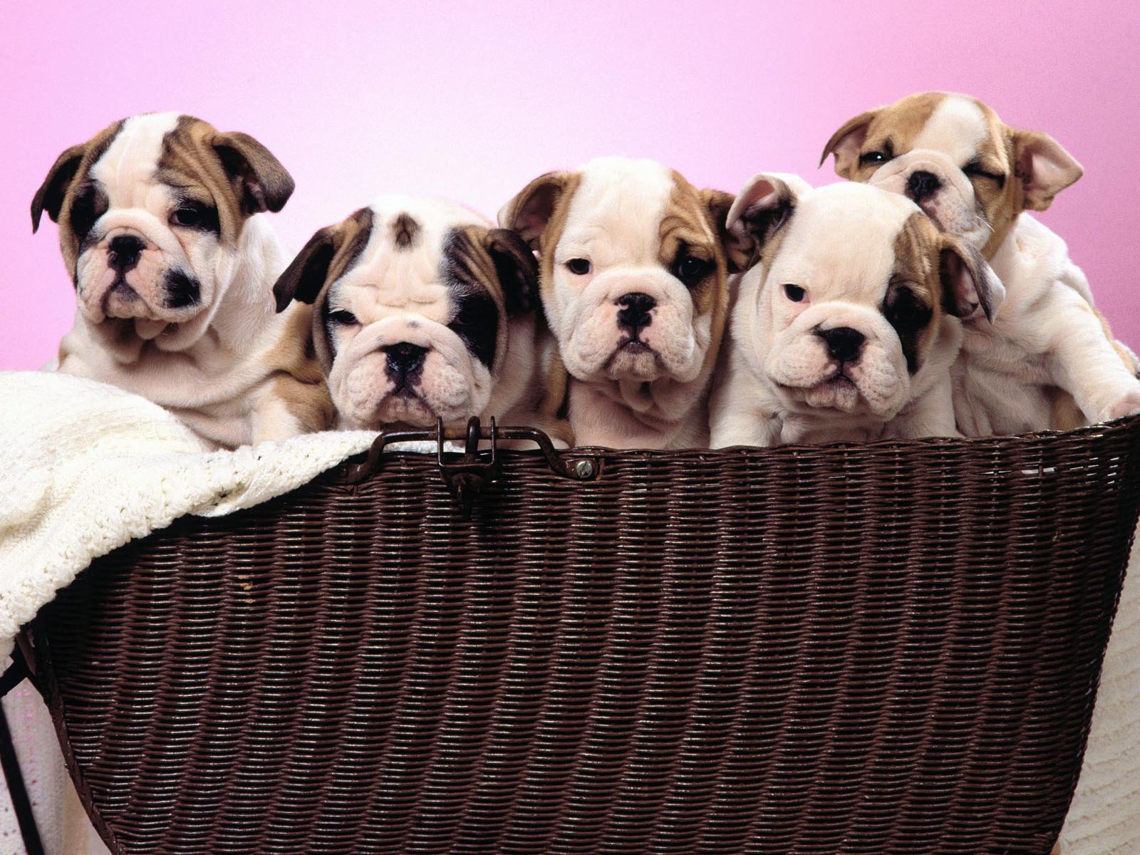 Puppy Photo HD wallpapers (1) #6 - 1600x1200