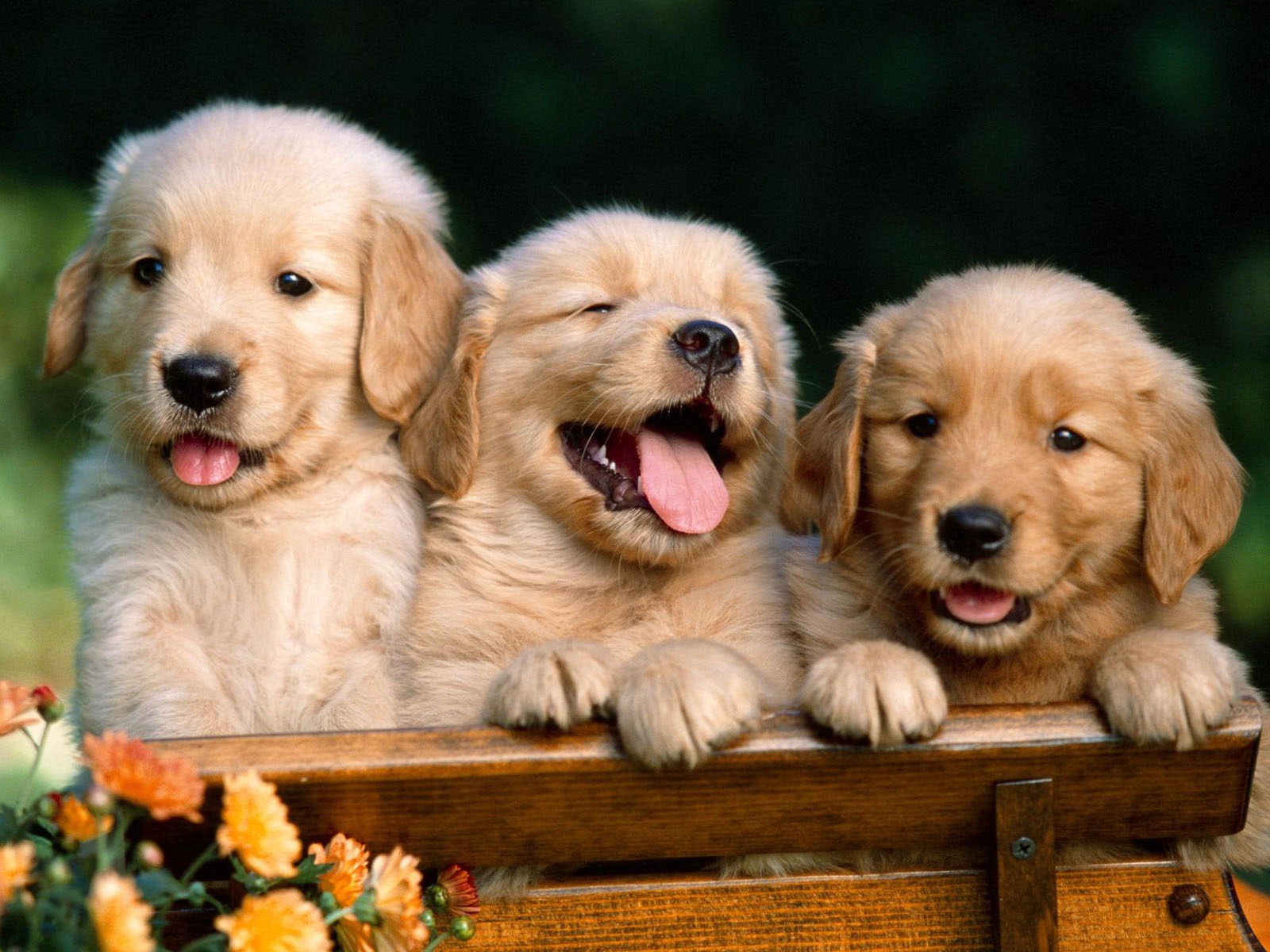Puppy Photo HD wallpapers (1) #9 - 1600x1200