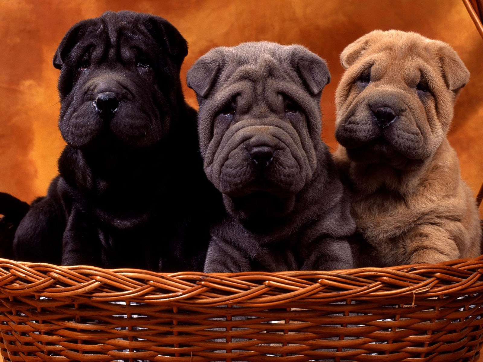 Puppy Photo HD wallpapers (1) #11 - 1600x1200