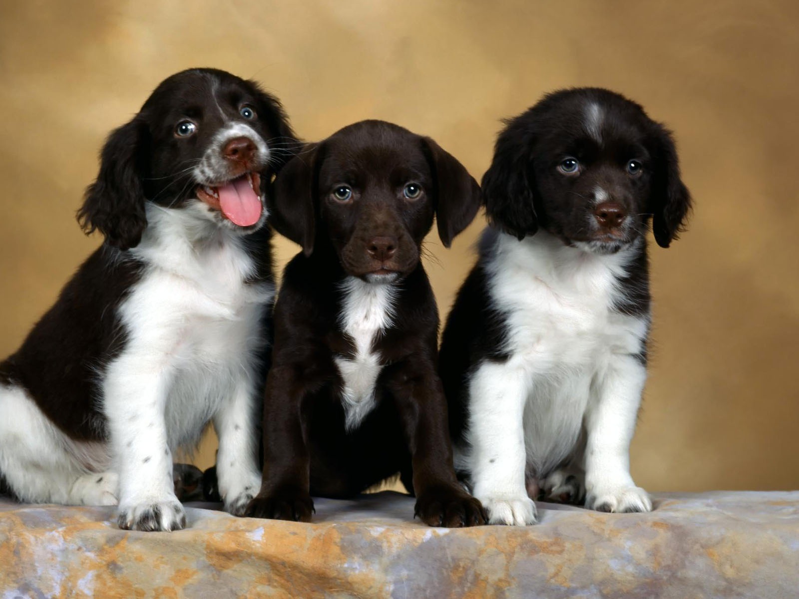 Puppy Photo HD wallpapers (1) #15 - 1600x1200