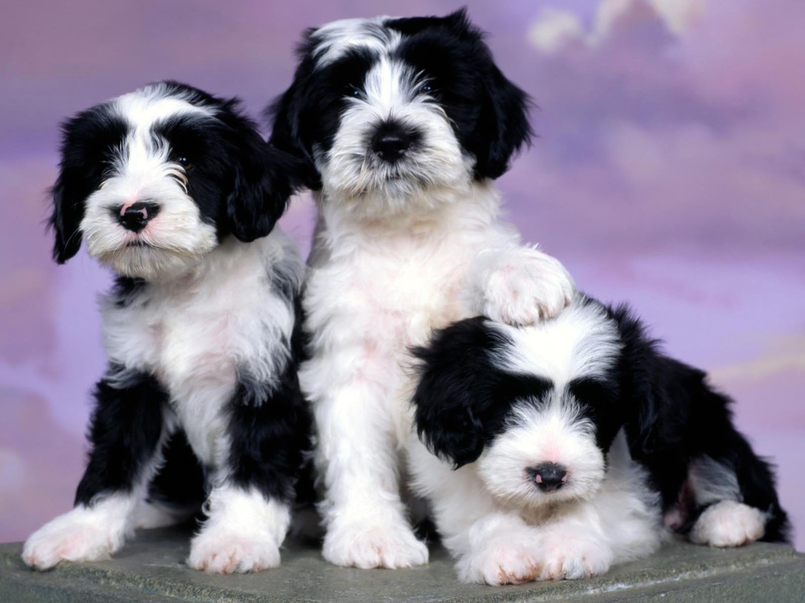 Puppy Photo HD wallpapers (1) #19 - 1600x1200