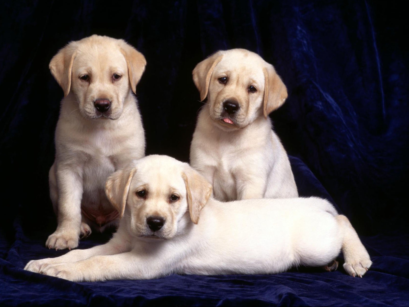 Puppy Photo HD wallpapers (1) #20 - 1600x1200