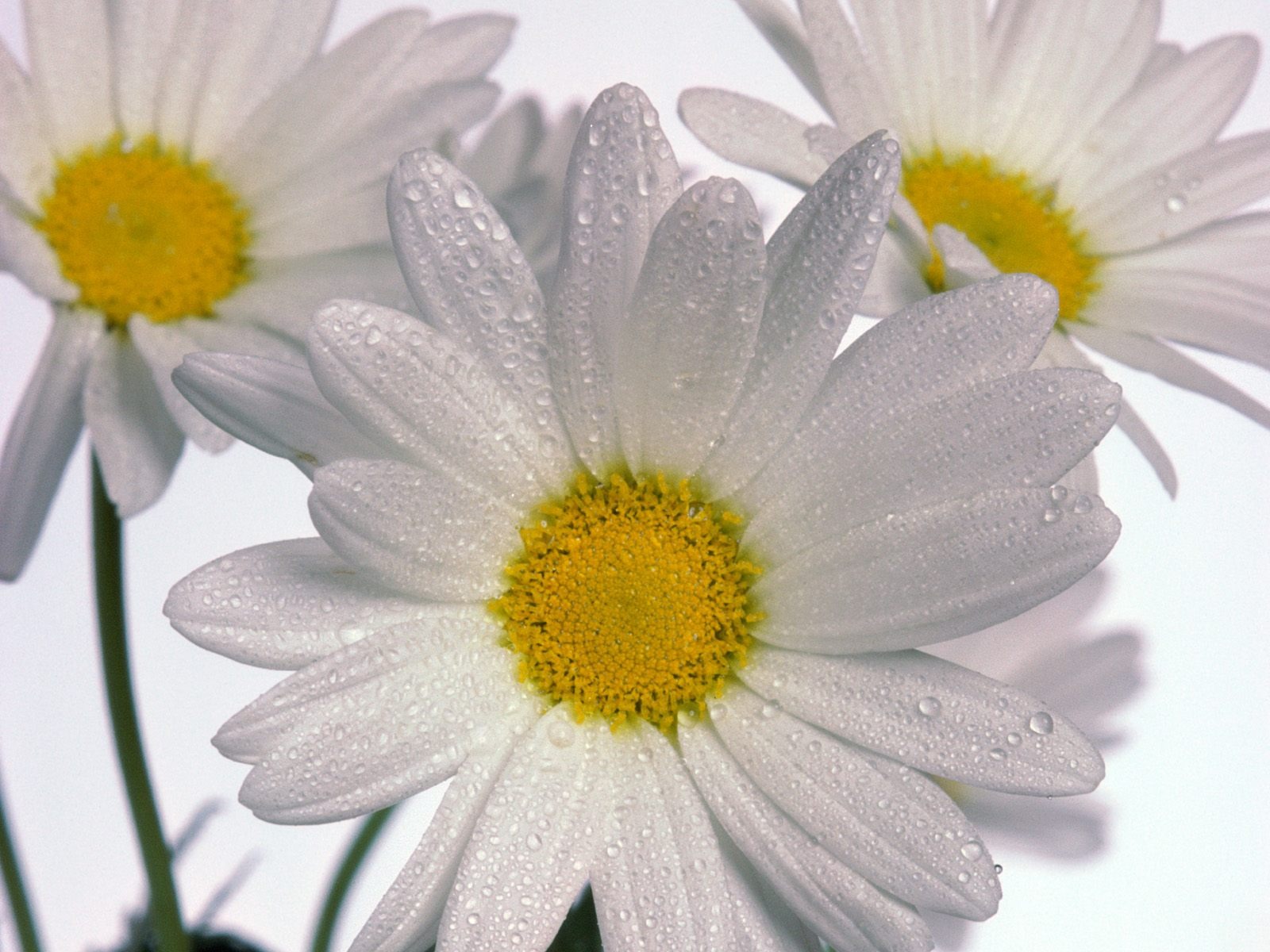 Flowers close-up (9) #5 - 1600x1200