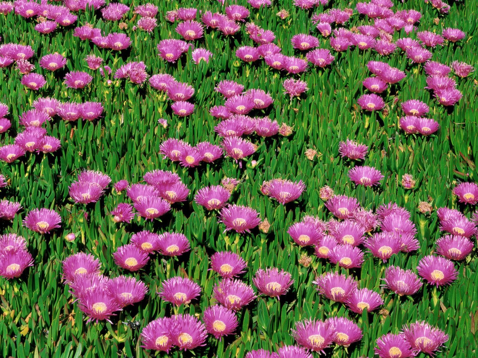 Flowers close-up (9) #6 - 1600x1200
