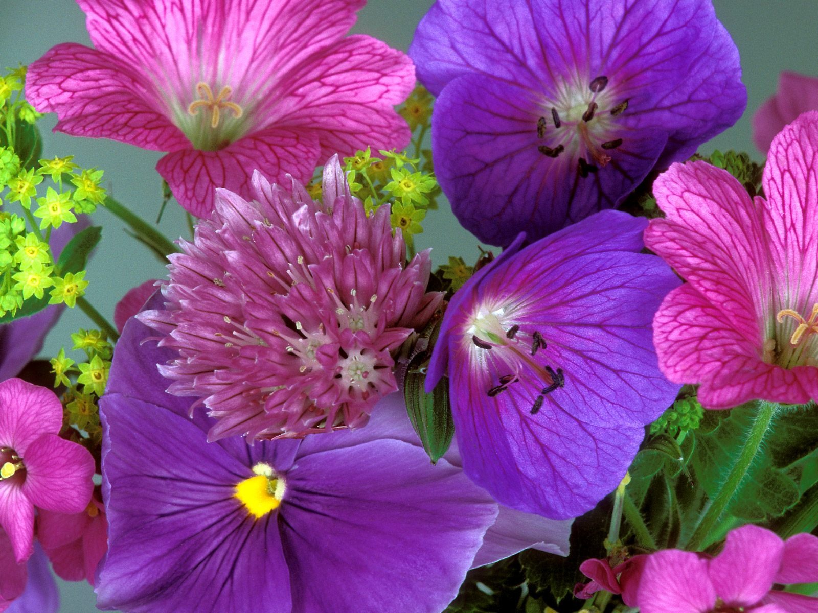 Květiny close-up (9) #10 - 1600x1200