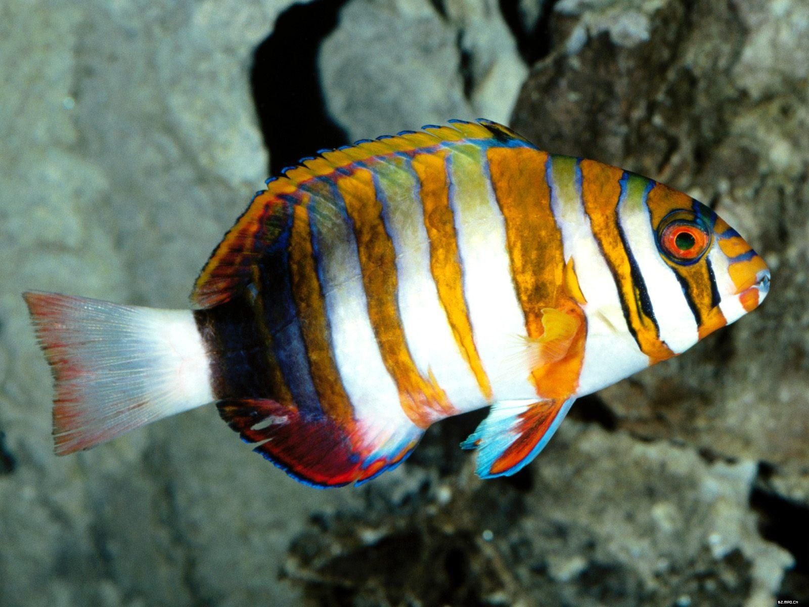 Цветной альбомы тропических рыб обои #16 - 1600x1200