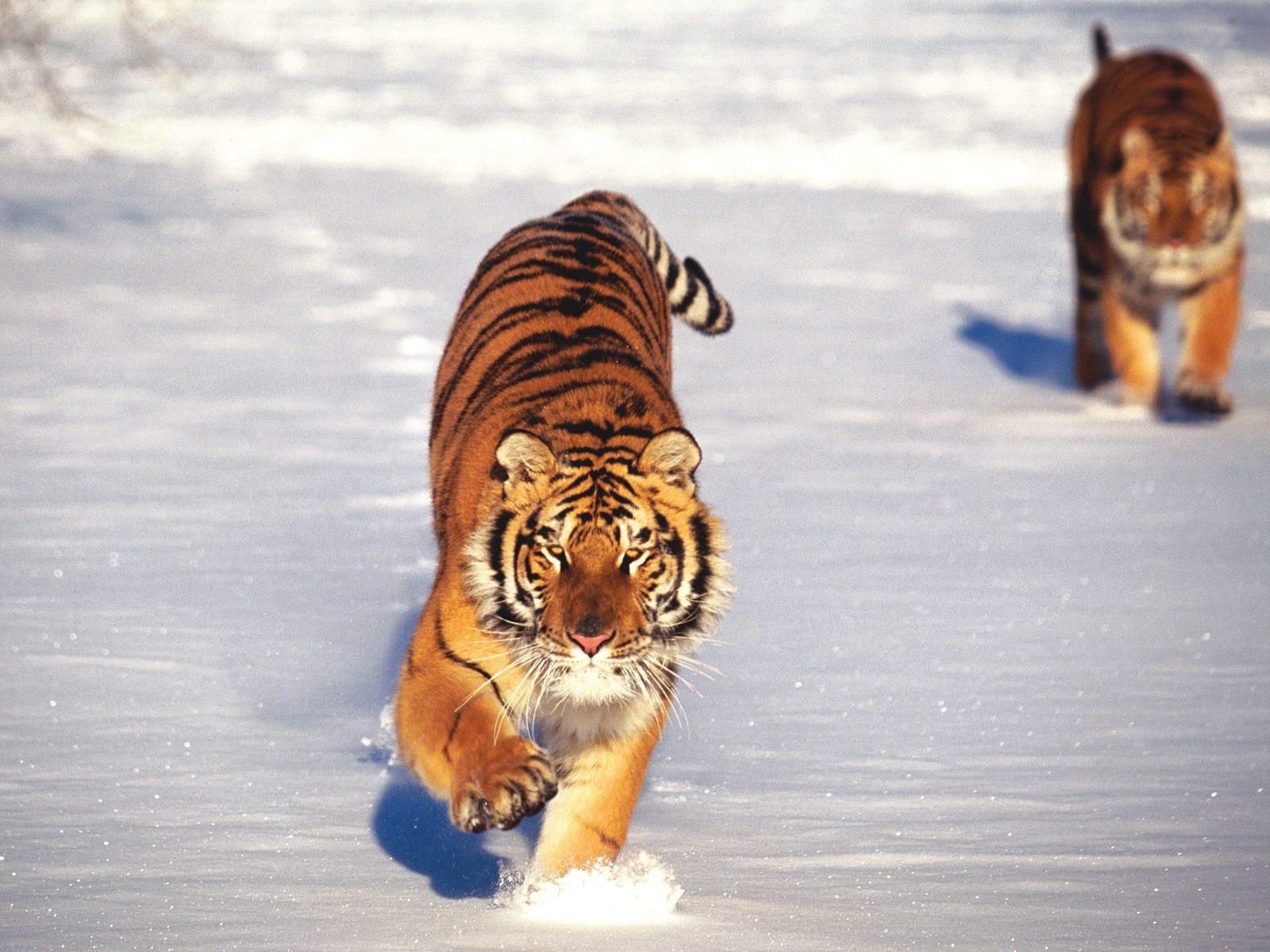 Tiger Фото обои (2) #3 - 1600x1200