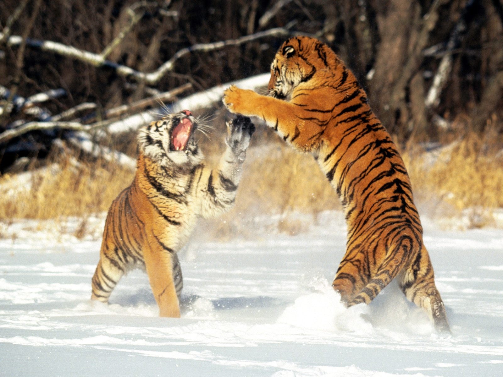 Tiger Фото обои (2) #4 - 1600x1200
