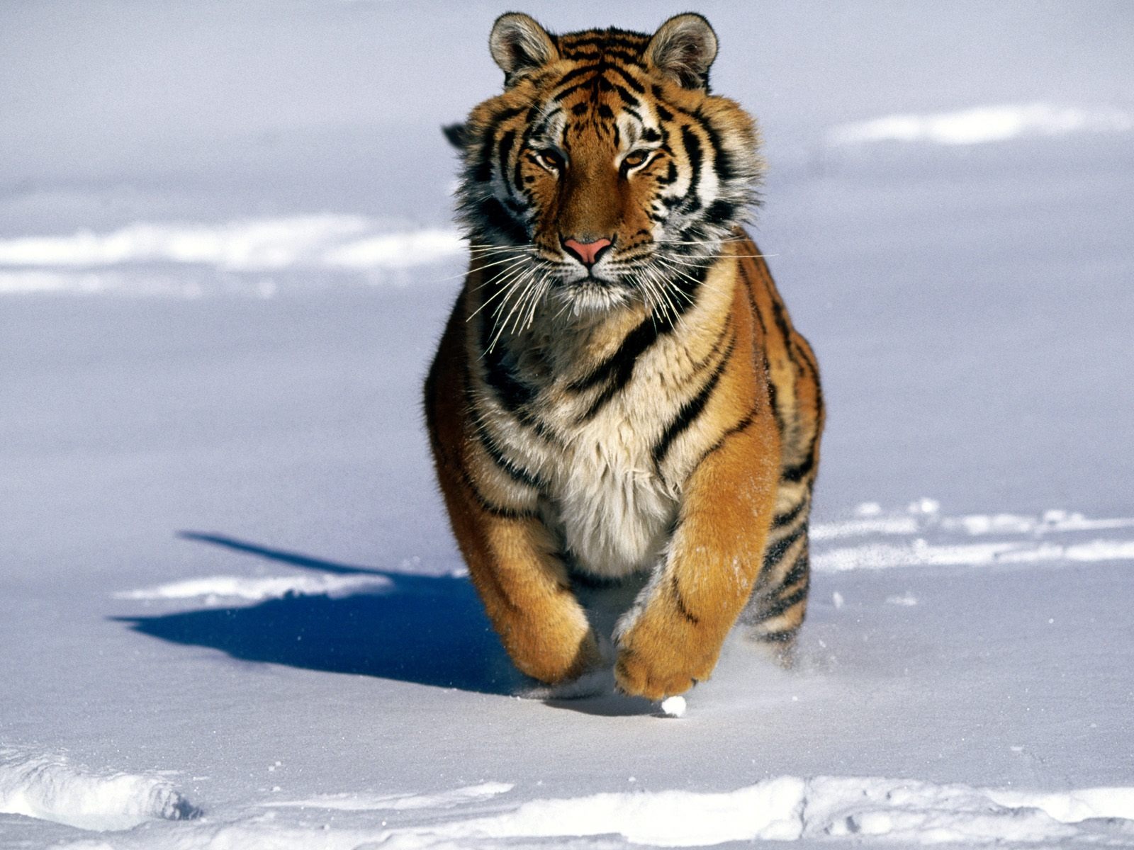 Tiger Фото обои (2) #5 - 1600x1200