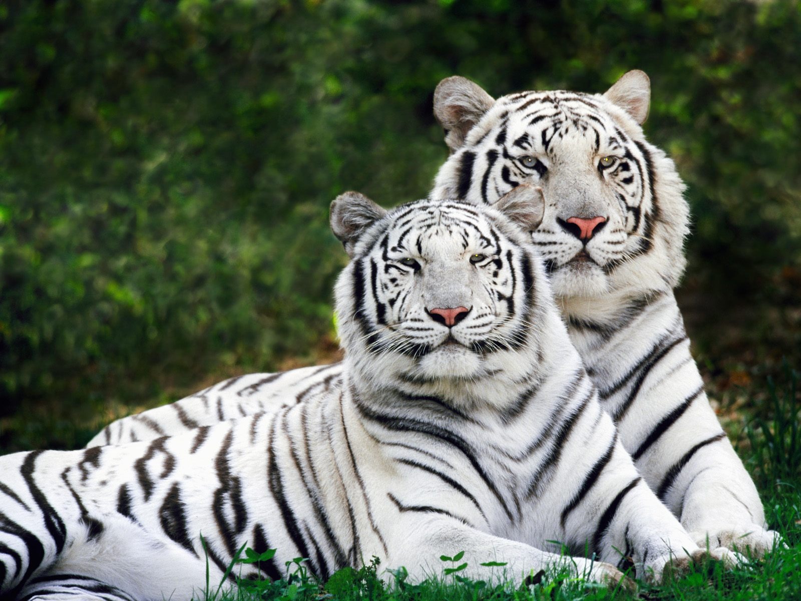 Tiger Фото обои (2) #6 - 1600x1200