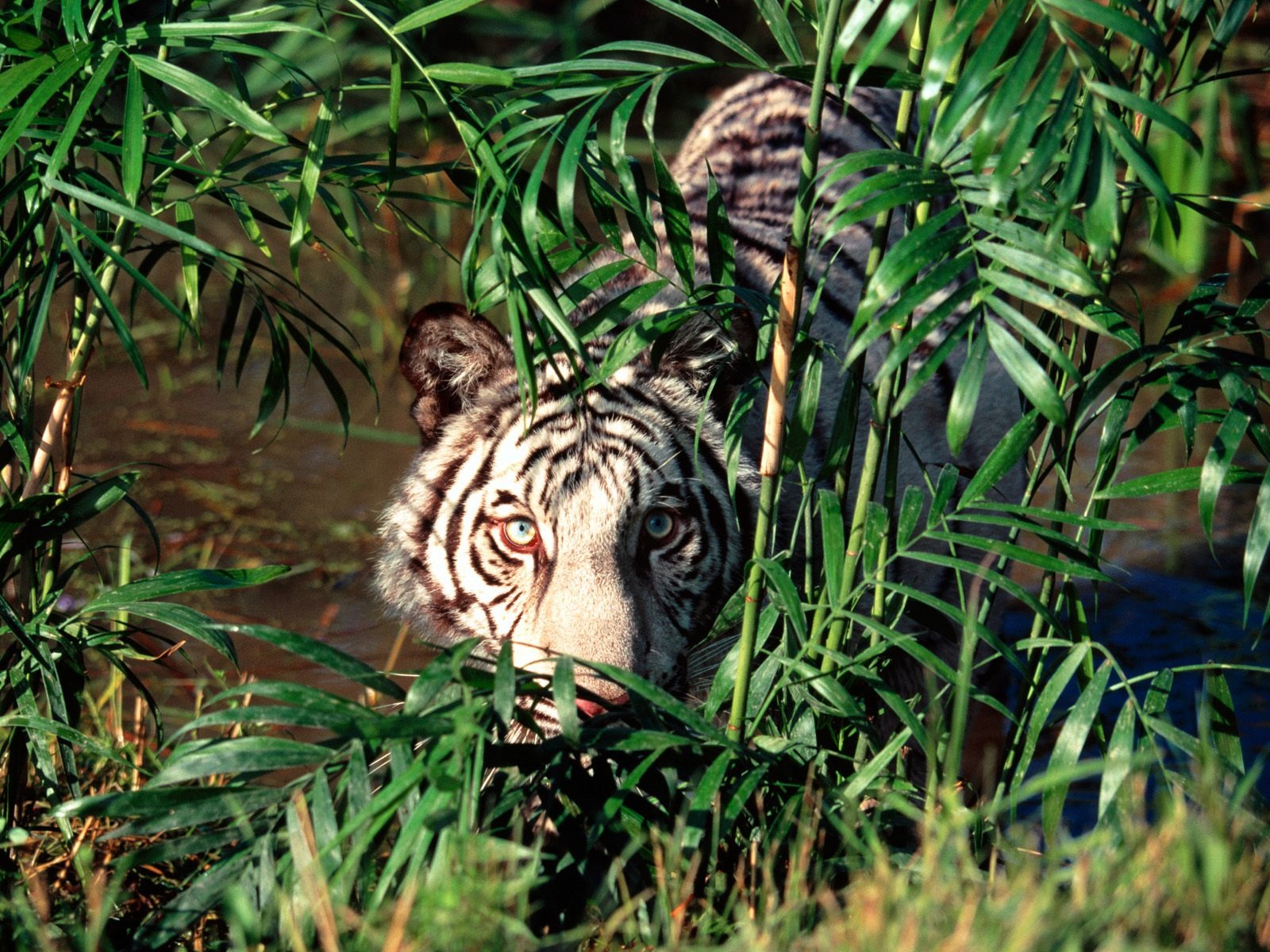 Tiger Фото обои (2) #7 - 1600x1200
