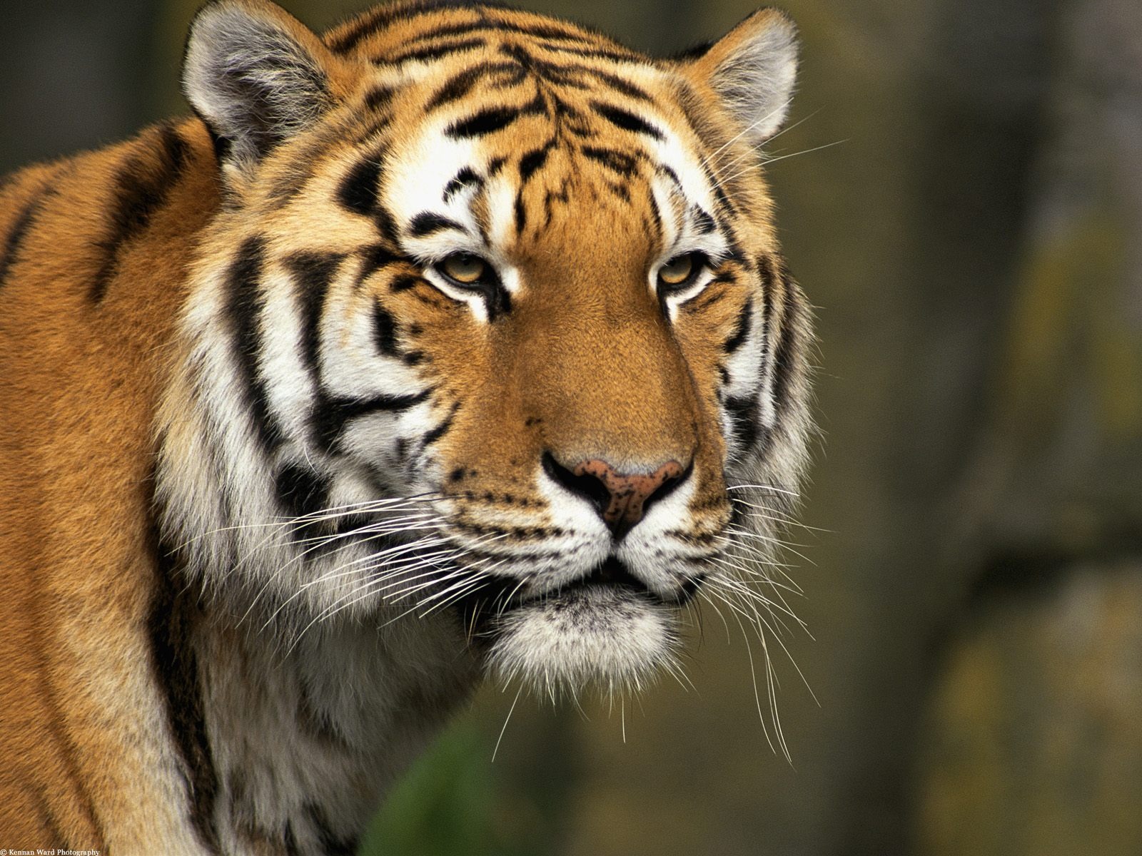 Tiger Фото обои (2) #9 - 1600x1200
