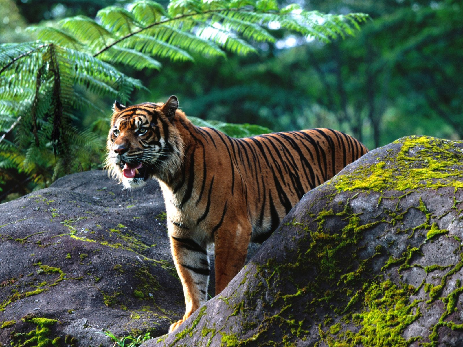 Tiger Фото обои (2) #18 - 1600x1200