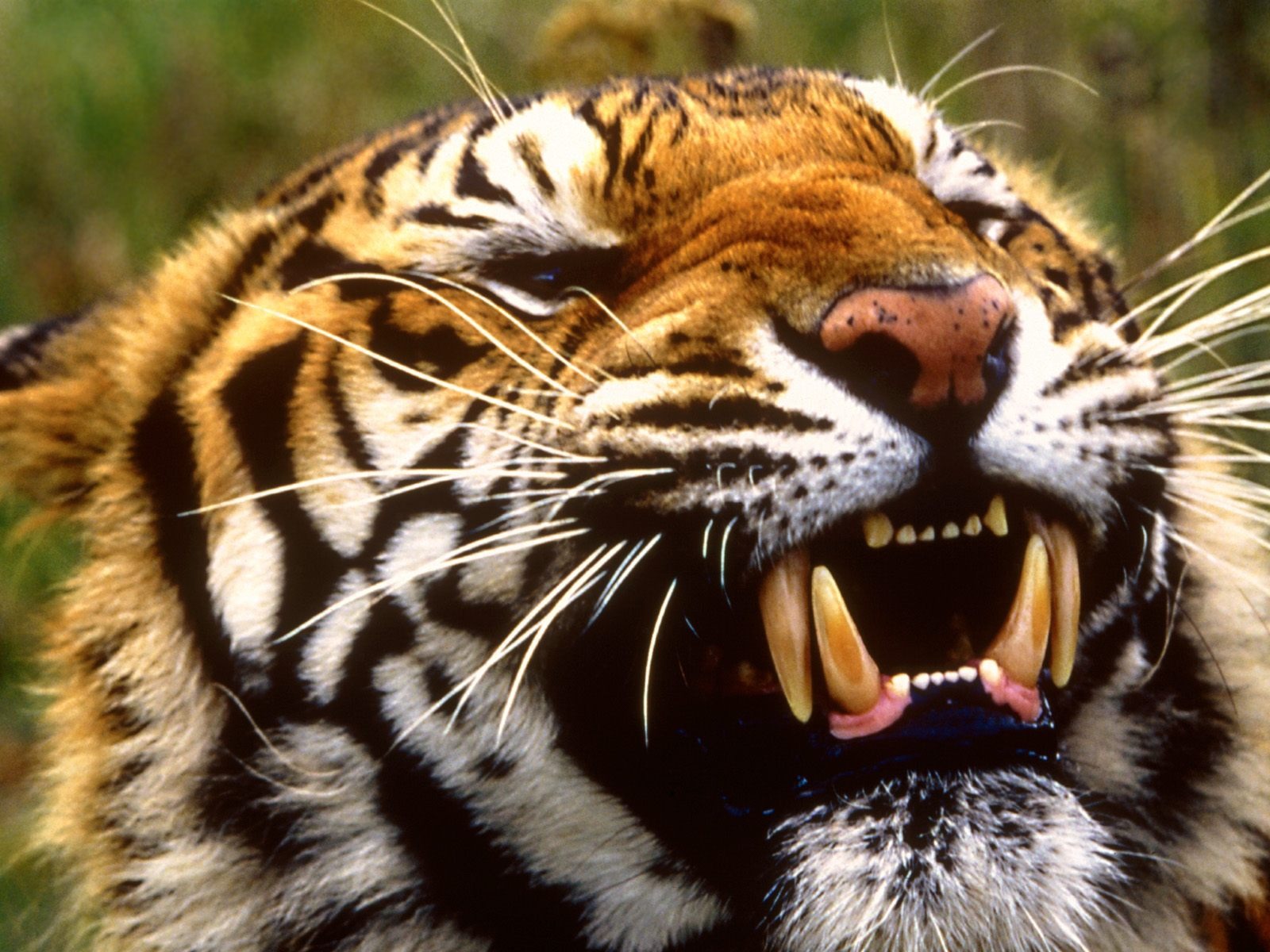 Tiger Фото обои (2) #20 - 1600x1200