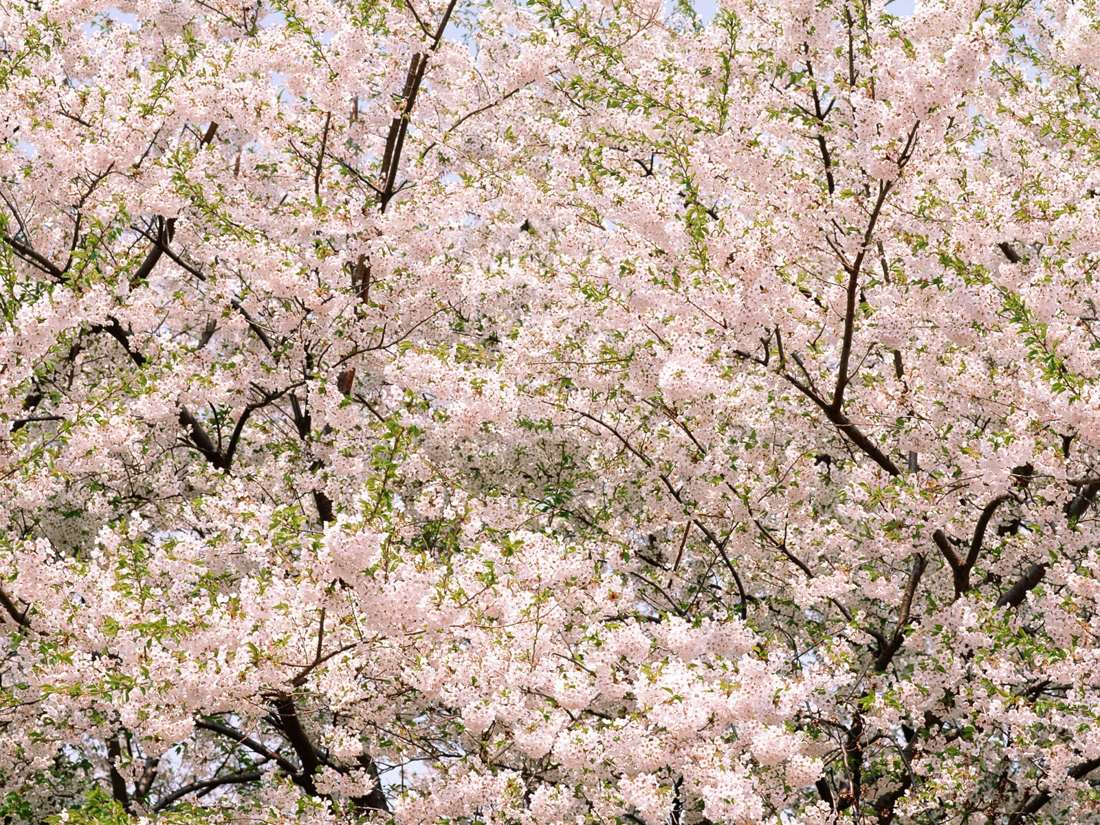 鮮花特寫(16) #4 - 1600x1200