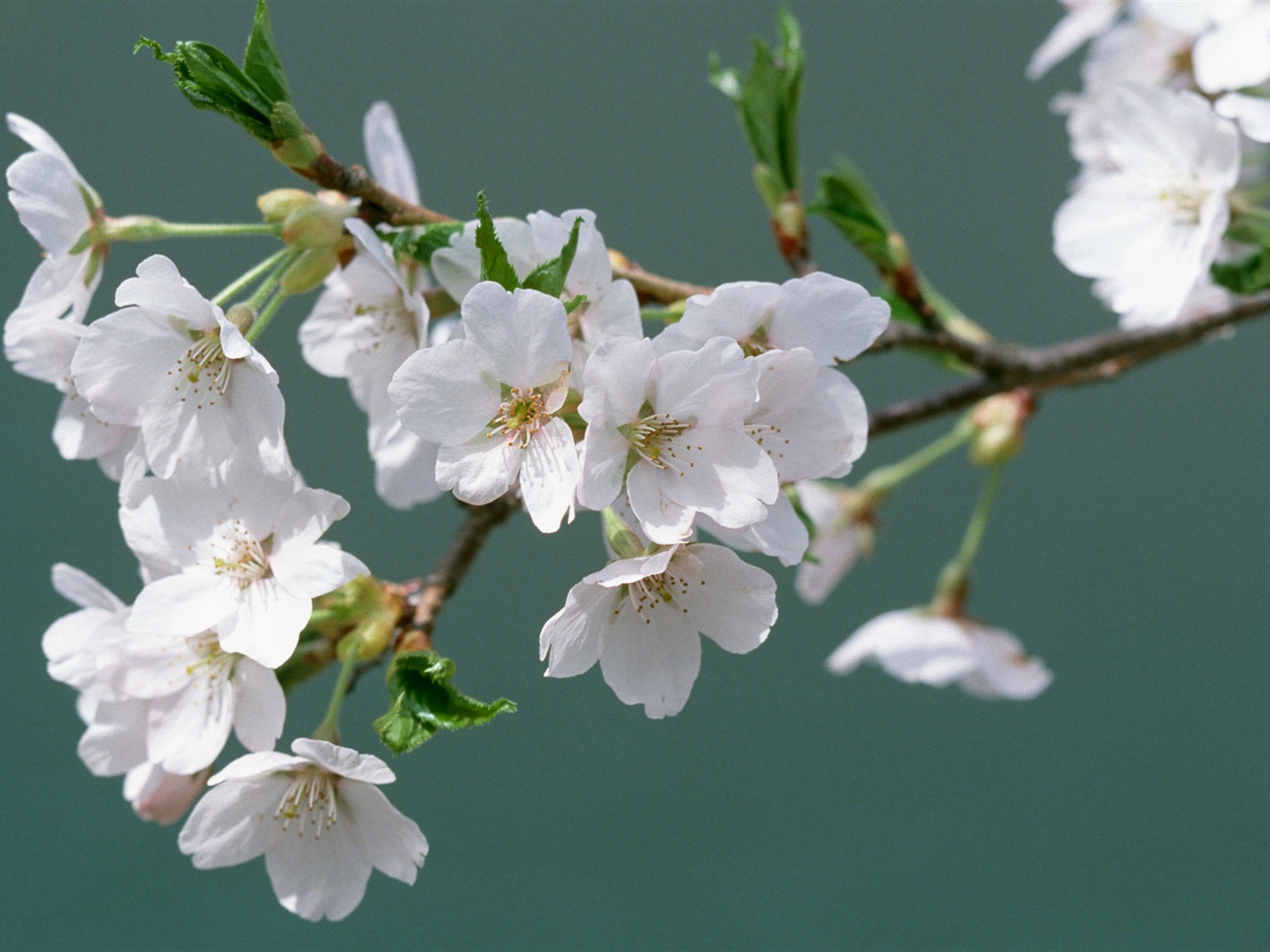 鲜花特写(16)5 - 1600x1200