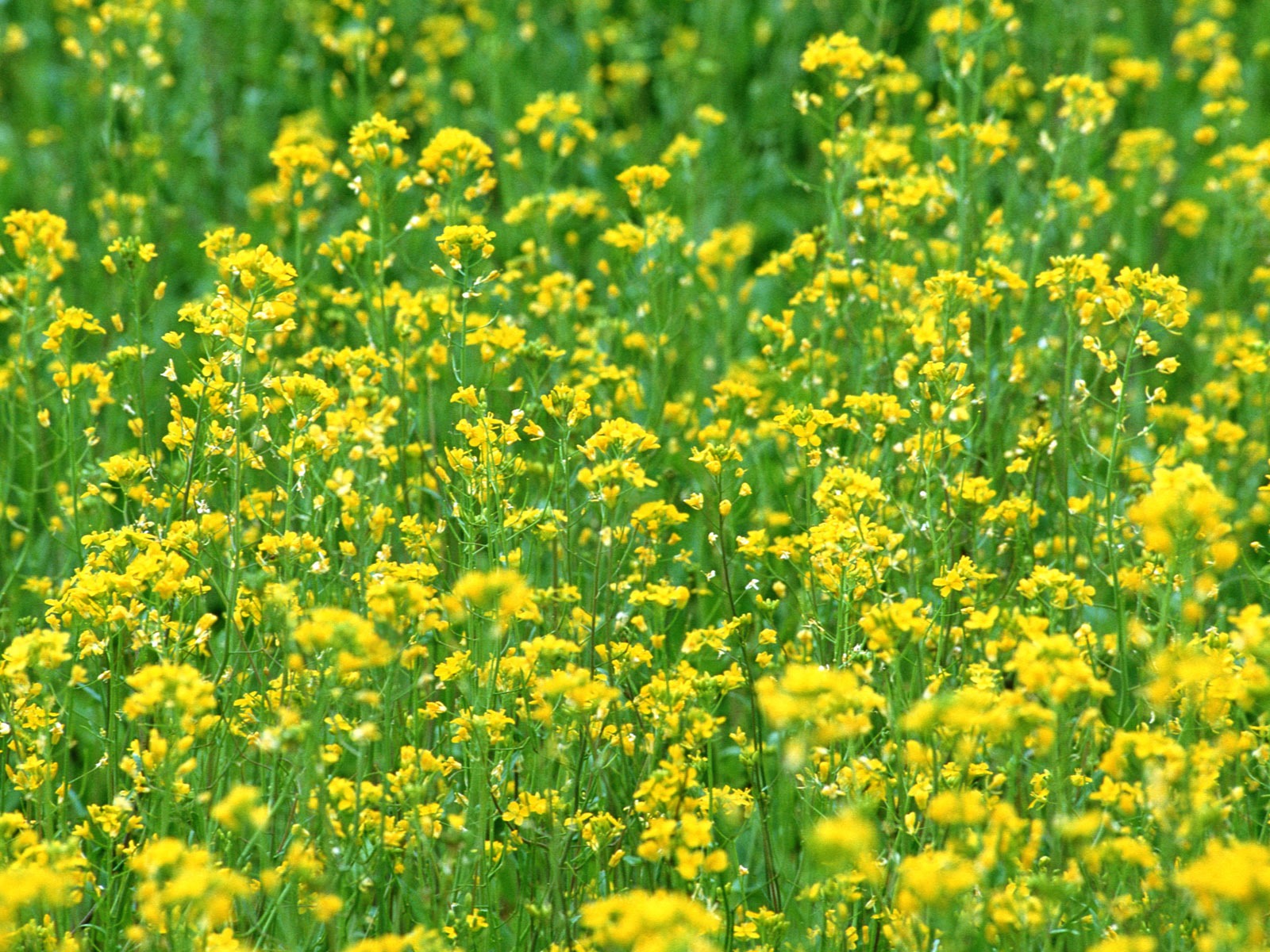 Flowers close-up (16) #9 - 1600x1200