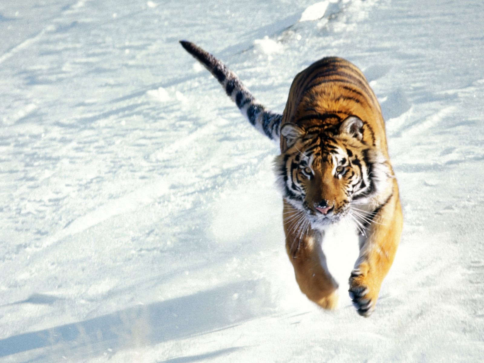 Fond d'écran Tiger Photo (3) #5 - 1600x1200