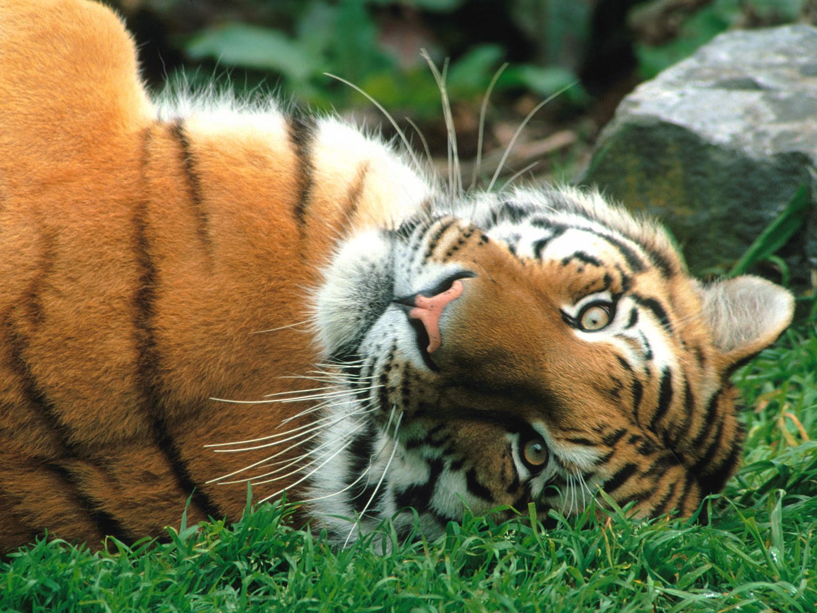 Tiger Foto tapety (3) #16 - 1600x1200