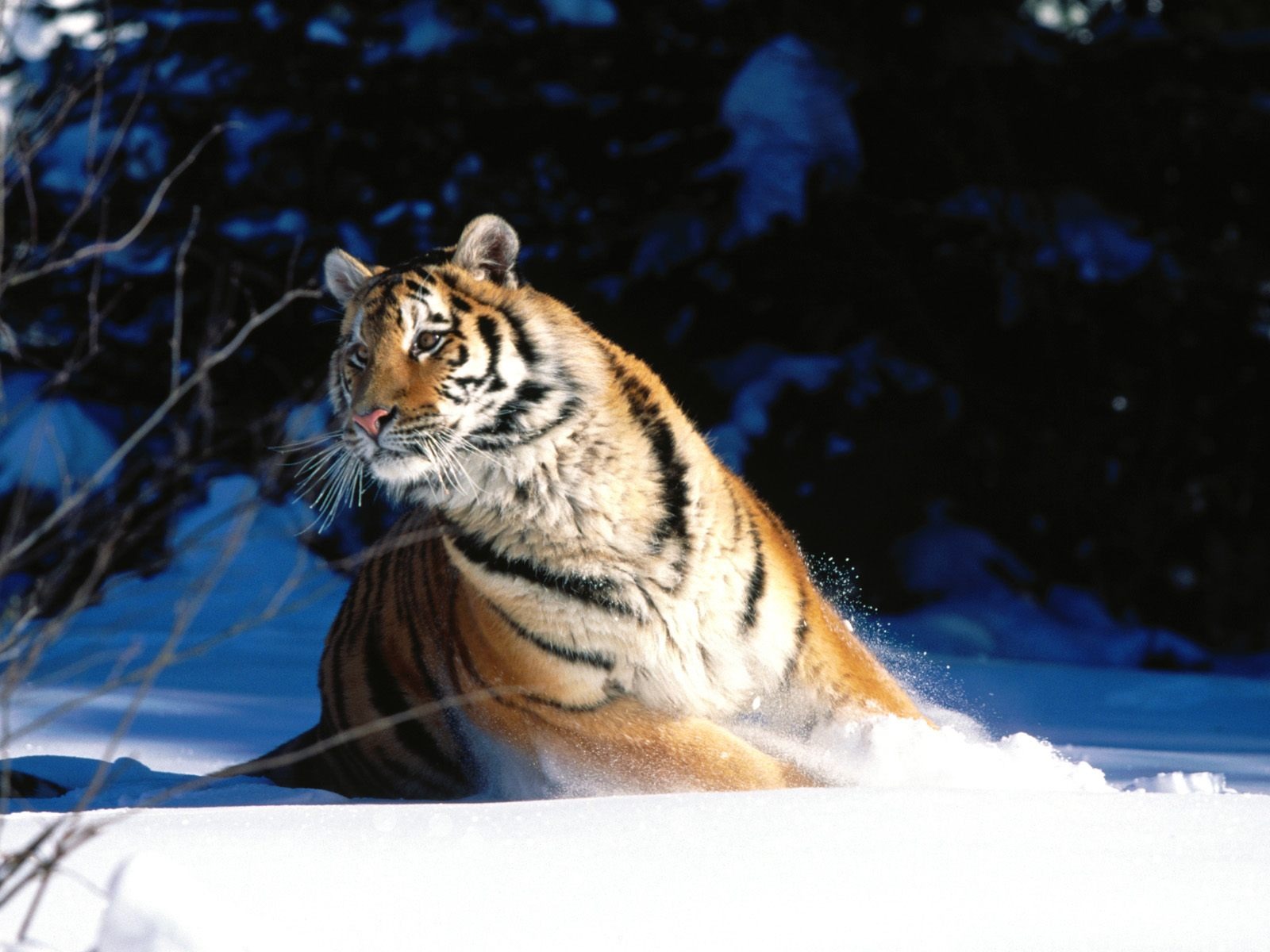 Tiger Photo Wallpaper (3) #19 - 1600x1200