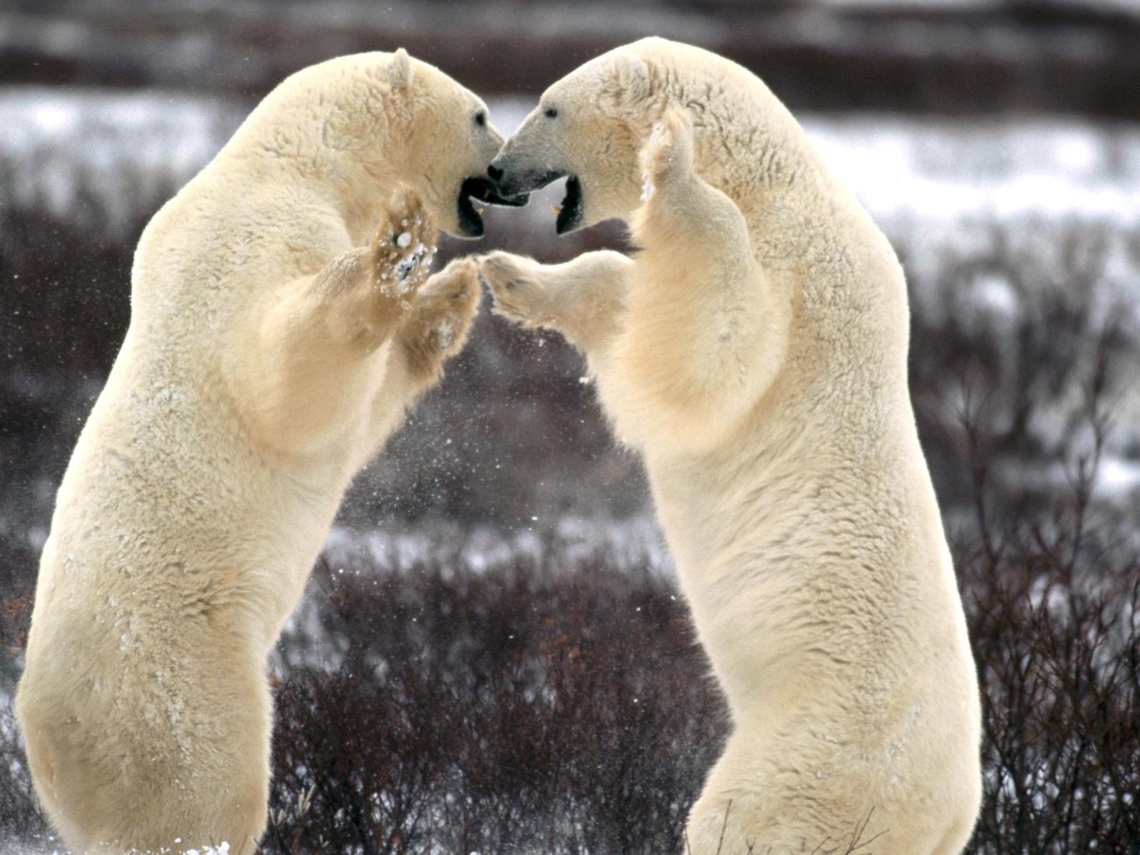 Белый медведь Фото обои #5 - 1600x1200
