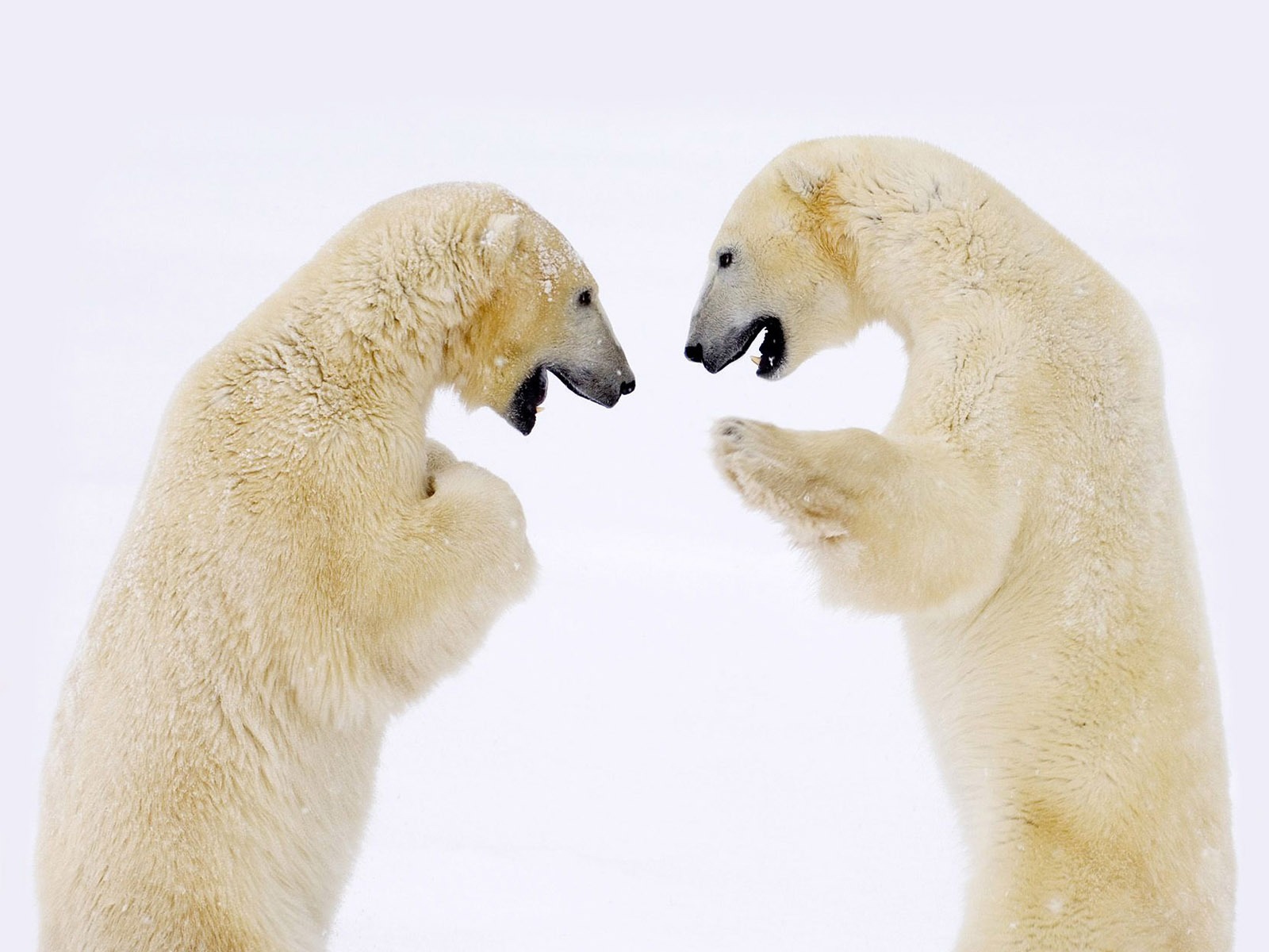 Polar Bear Photo Wallpaper #6 - 1600x1200