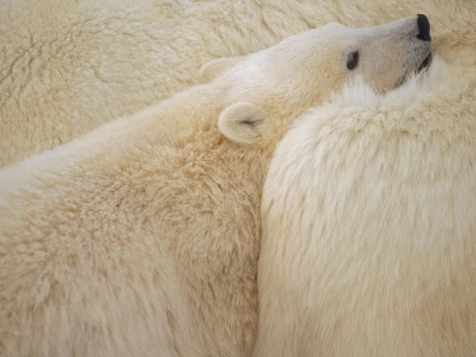 Polar Bear Photo Wallpaper #7 - 1600x1200