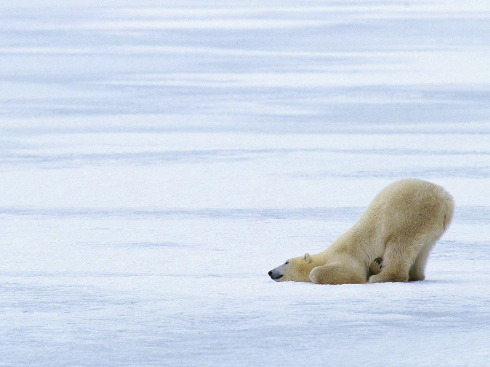 Fond d'écran Polar Bear Photo #9 - 1600x1200
