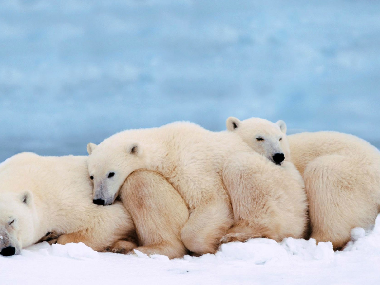 Fond d'écran Polar Bear Photo #14 - 1600x1200