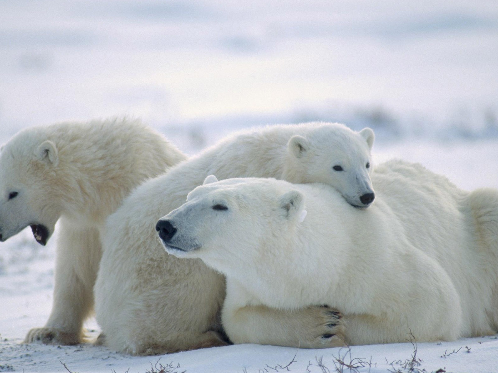 北极熊写真壁纸17 - 1600x1200