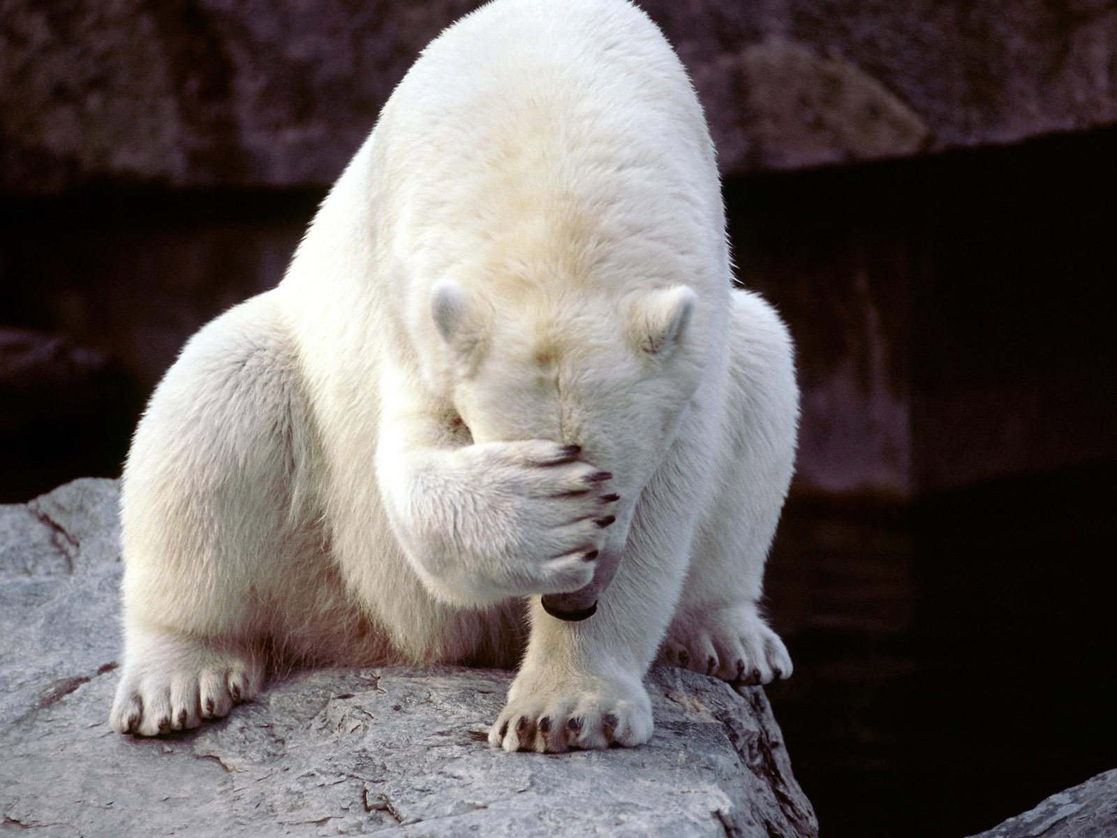 Fond d'écran Polar Bear Photo #18 - 1600x1200