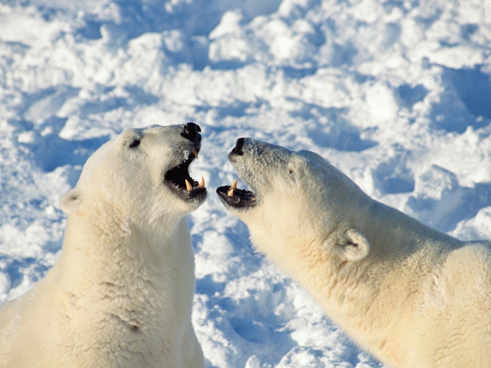 Fond d'écran Polar Bear Photo #20 - 1600x1200