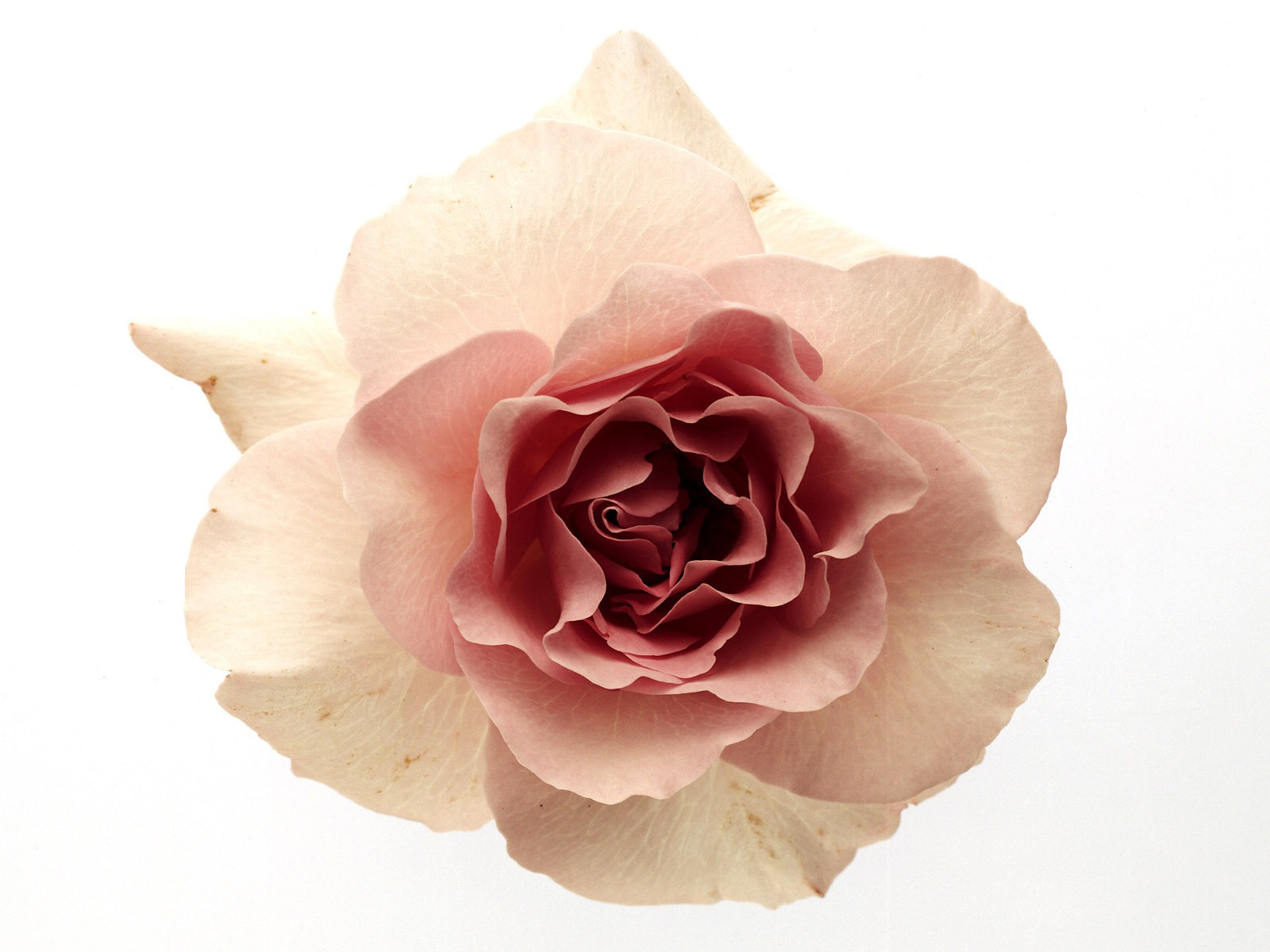 Květiny close-up (17) #3 - 1600x1200