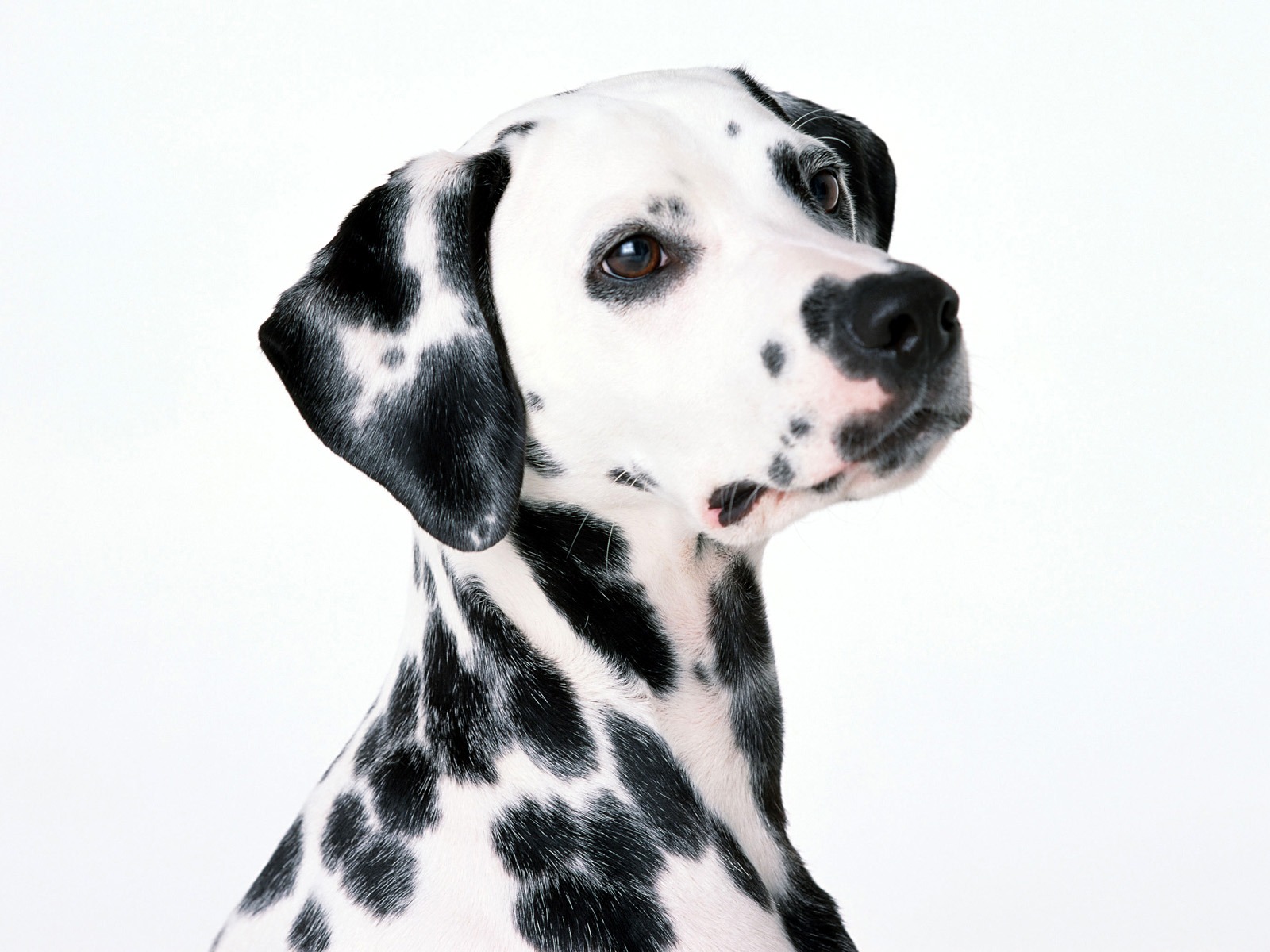 1600 dog photo wallpaper (1) #5 - 1600x1200